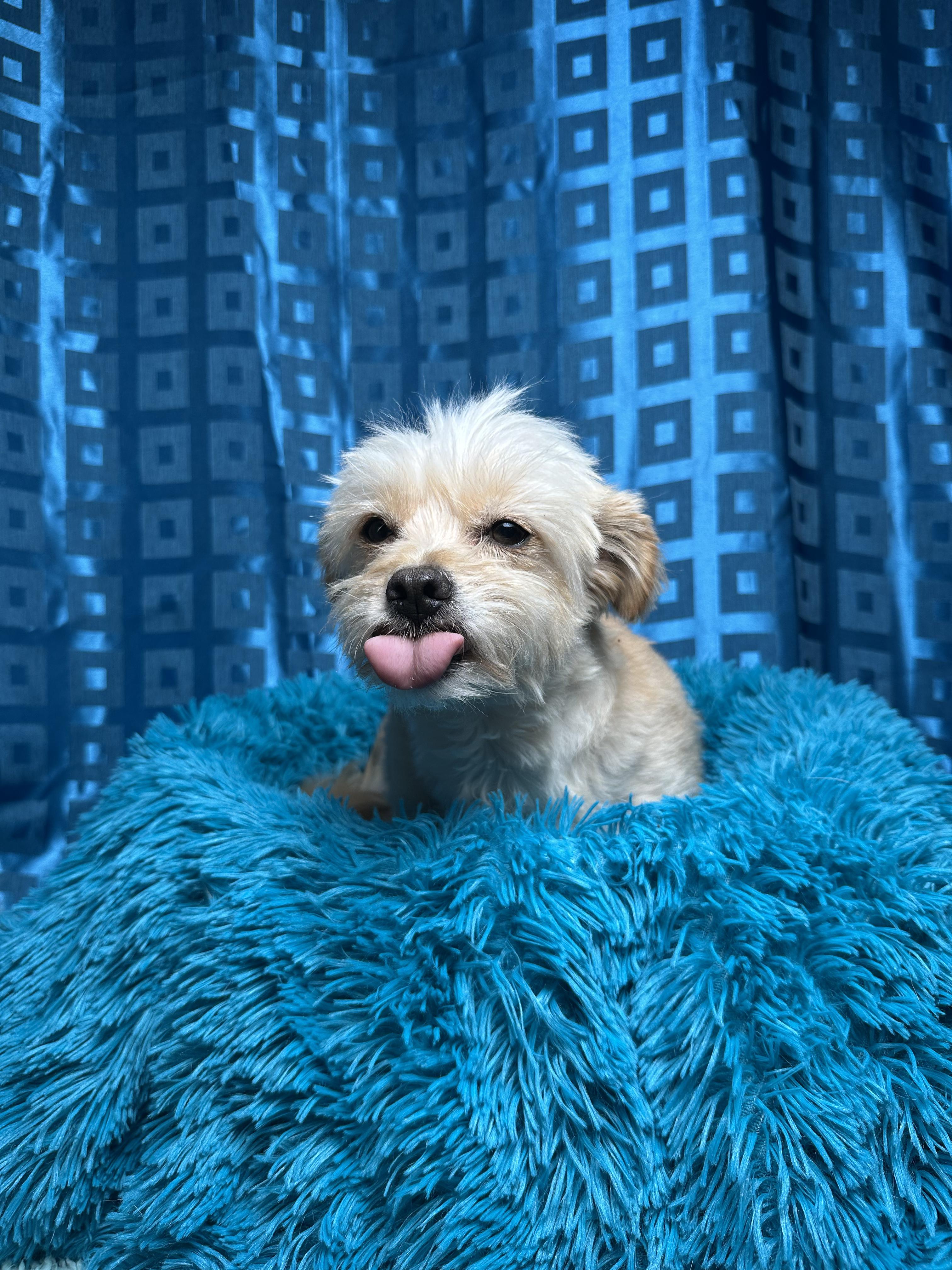 Shaggy, a Adoptable mixed breed in Chelsea, MI image 3/5