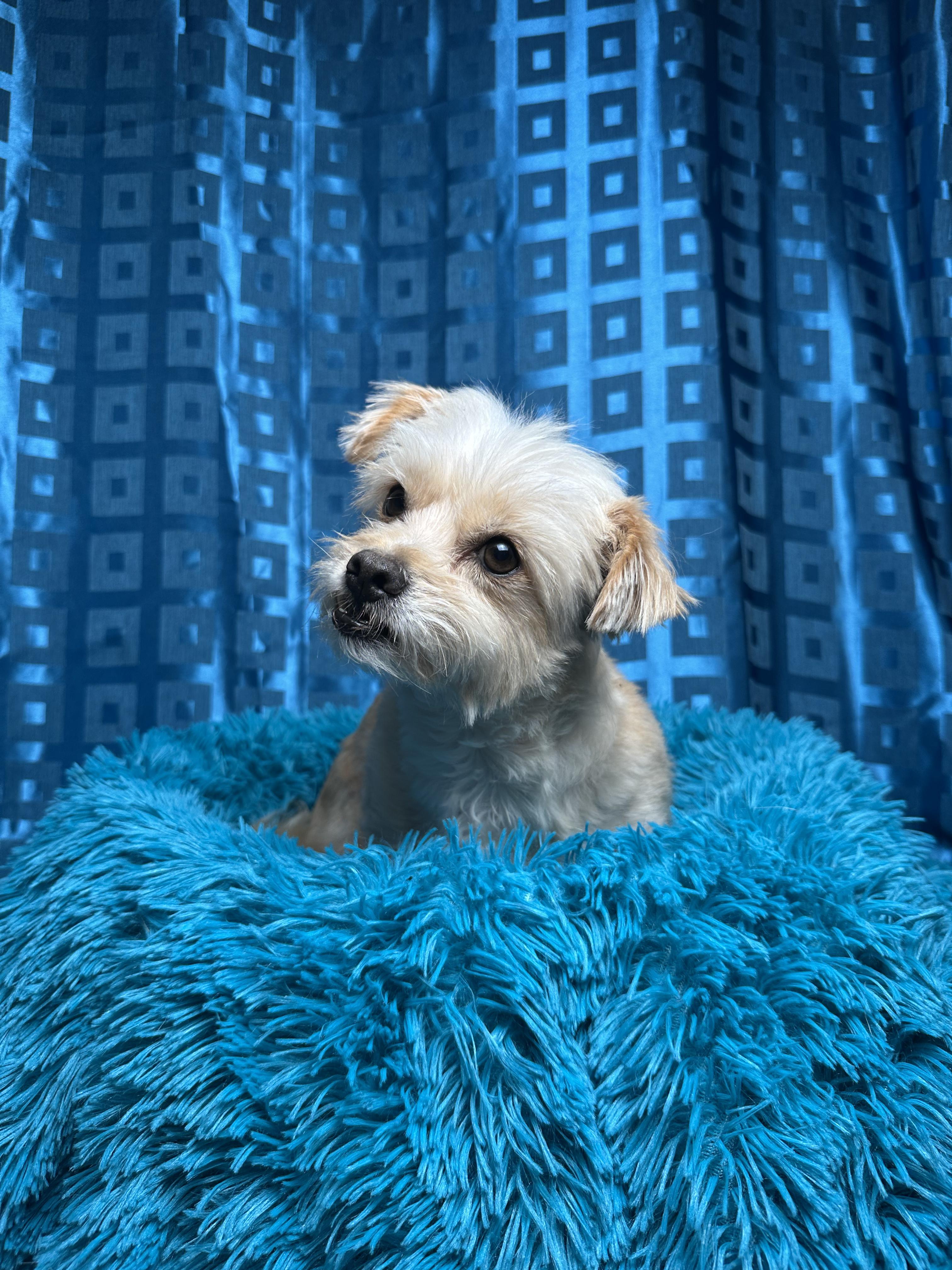 Shaggy, Adoptable, Adult Male Terrier.