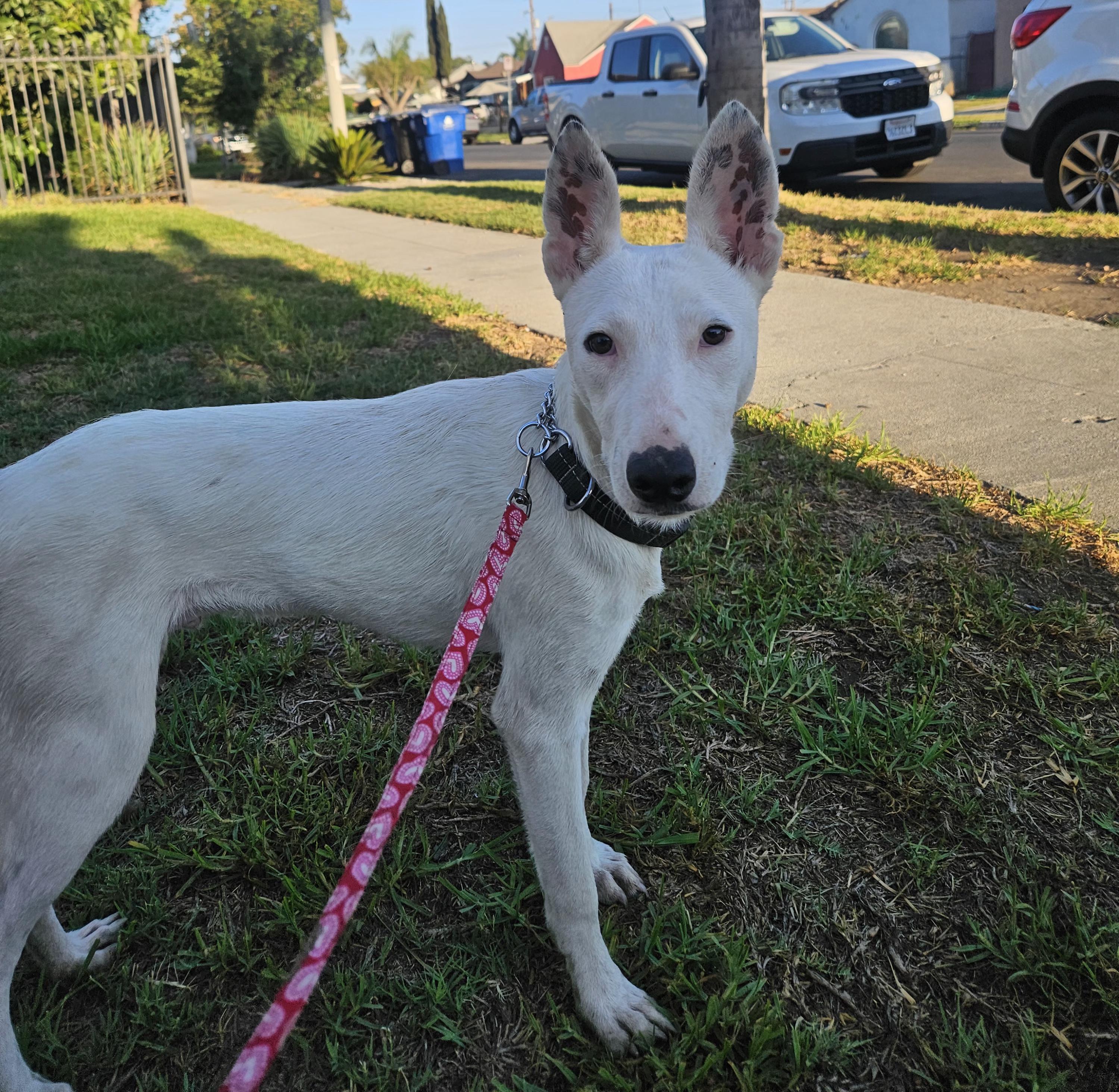 Enlarge Cozby, a Adoptable mixed breed in Los Angeles, CA image 2/6