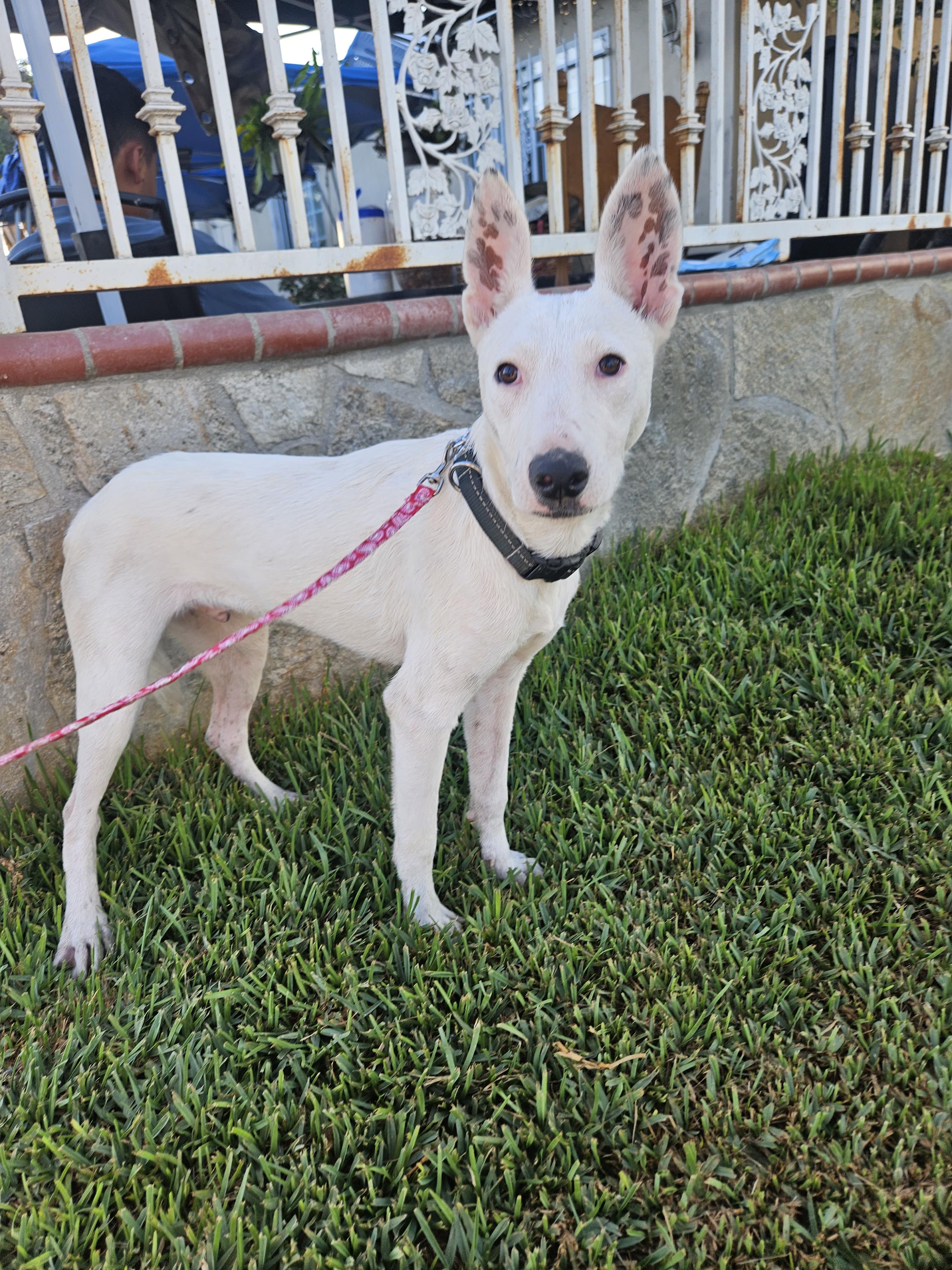 Enlarge Cozby, a Adoptable mixed breed in Los Angeles, CA image 4/6