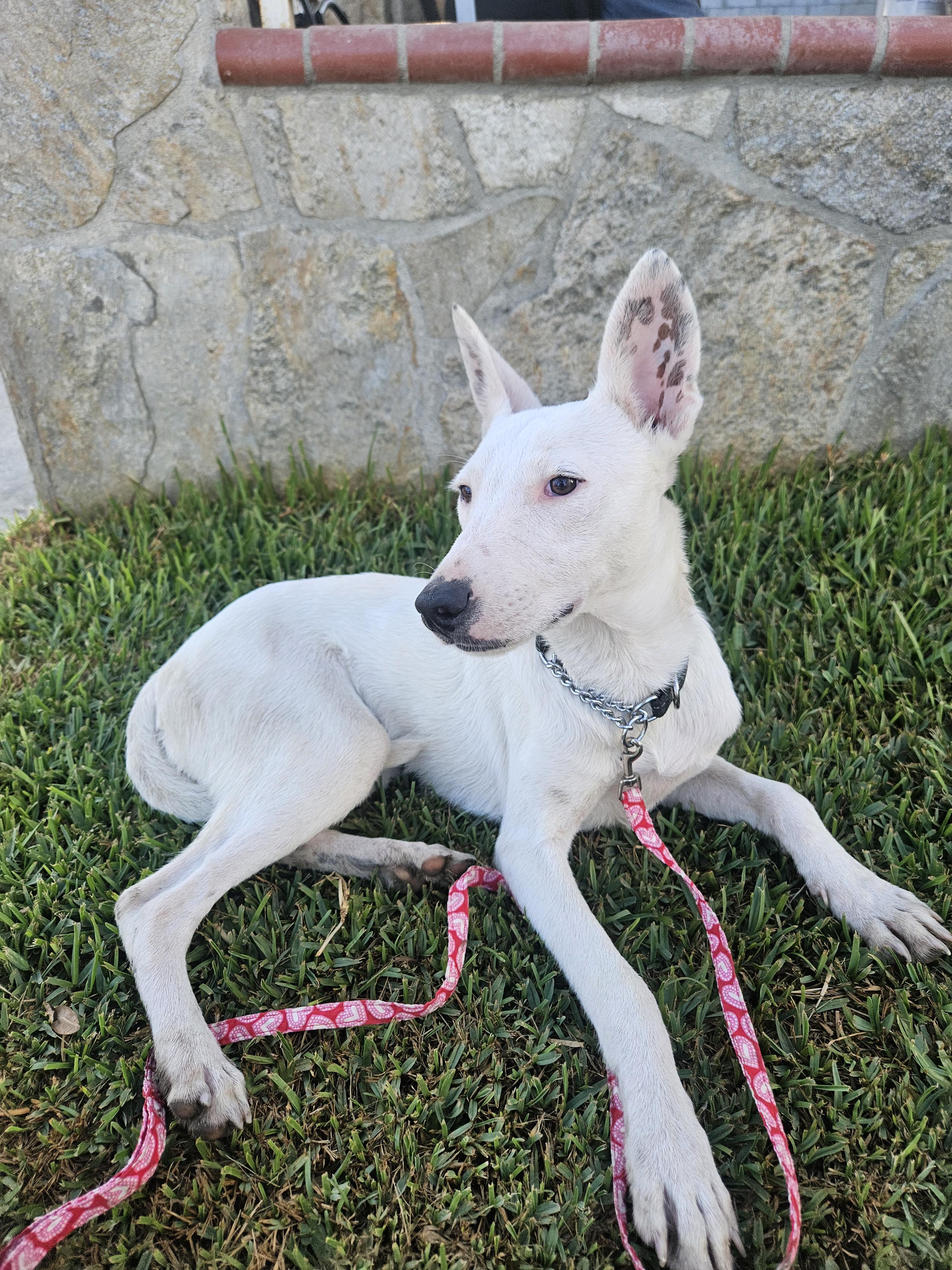 Cozby, Adoptable, Young Male Rat Terrier.