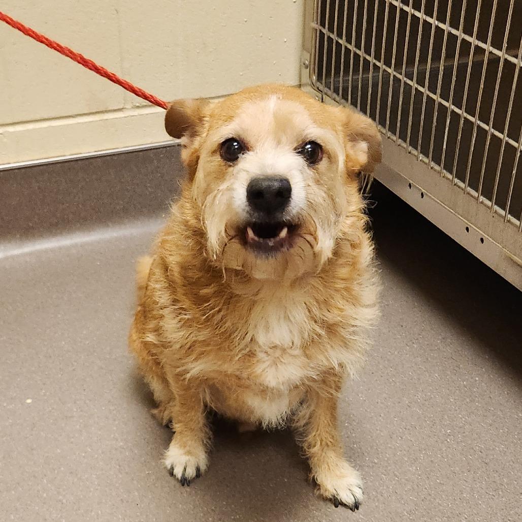 Georgie, Adoptable, Senior Male Terrier.