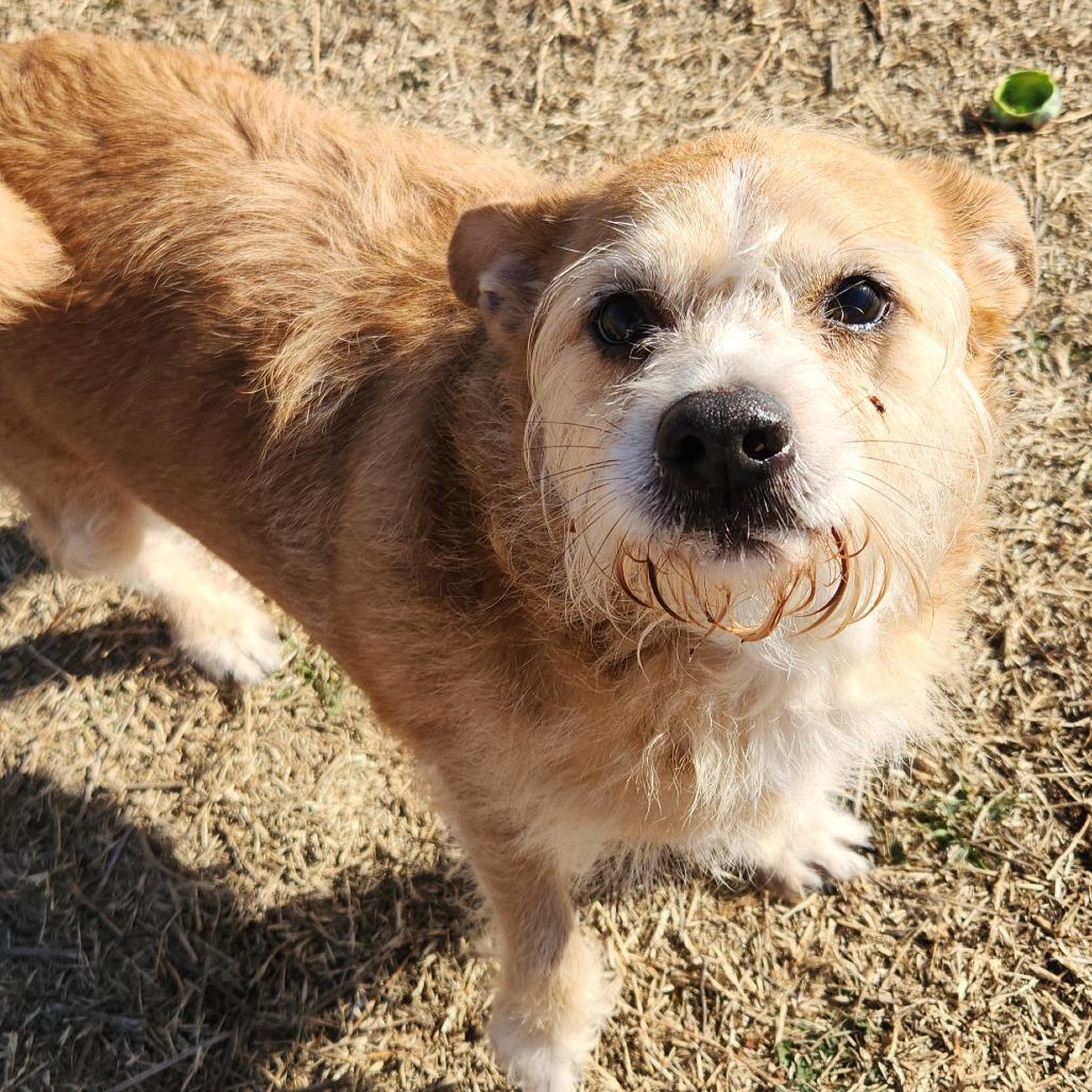 Enlarge Georgie, a Adoptable Terrier in Norman, OK image 2/2