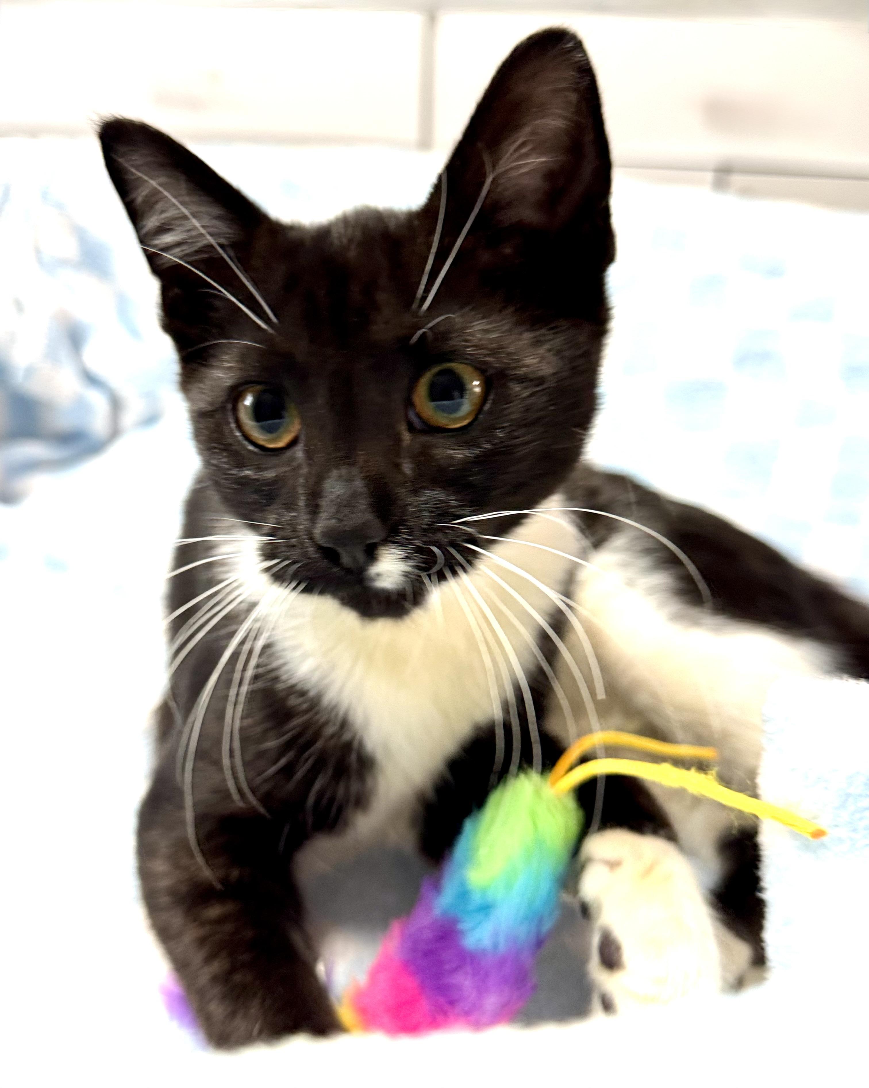 Jungle Jim Tuxedo Kitten