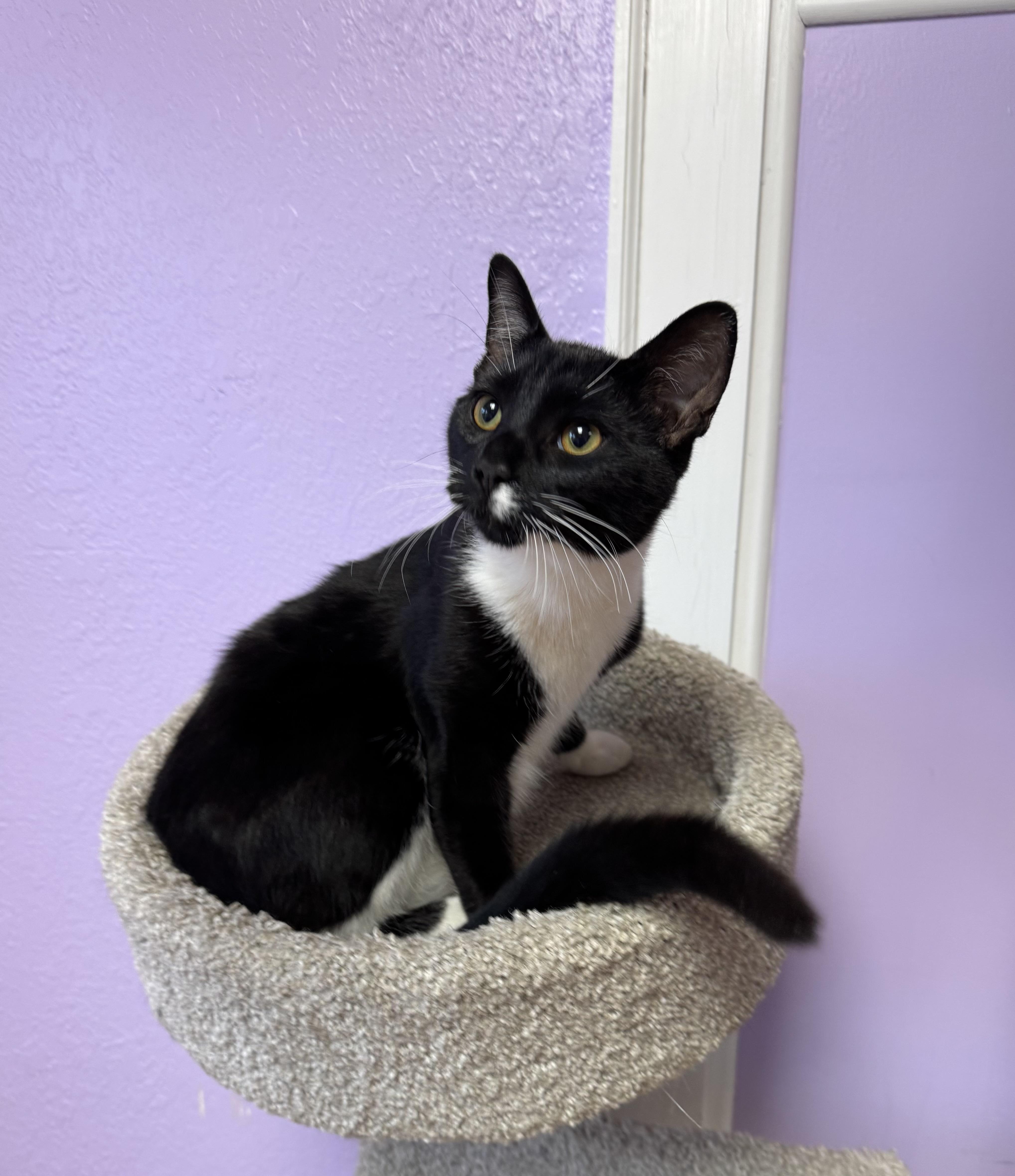 Jungle Jim Tuxedo Kitten