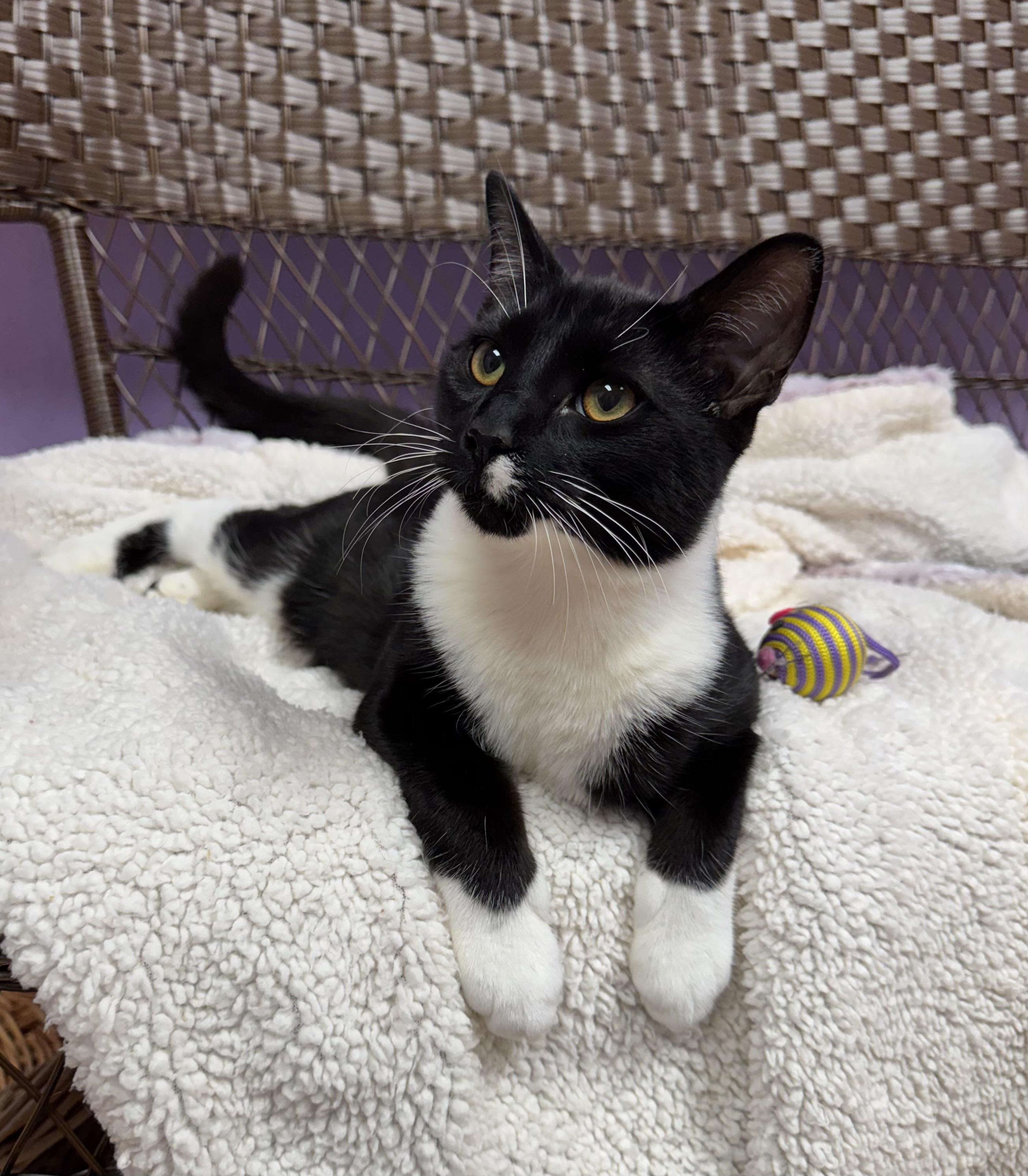 Jungle Jim Tuxedo Kitten