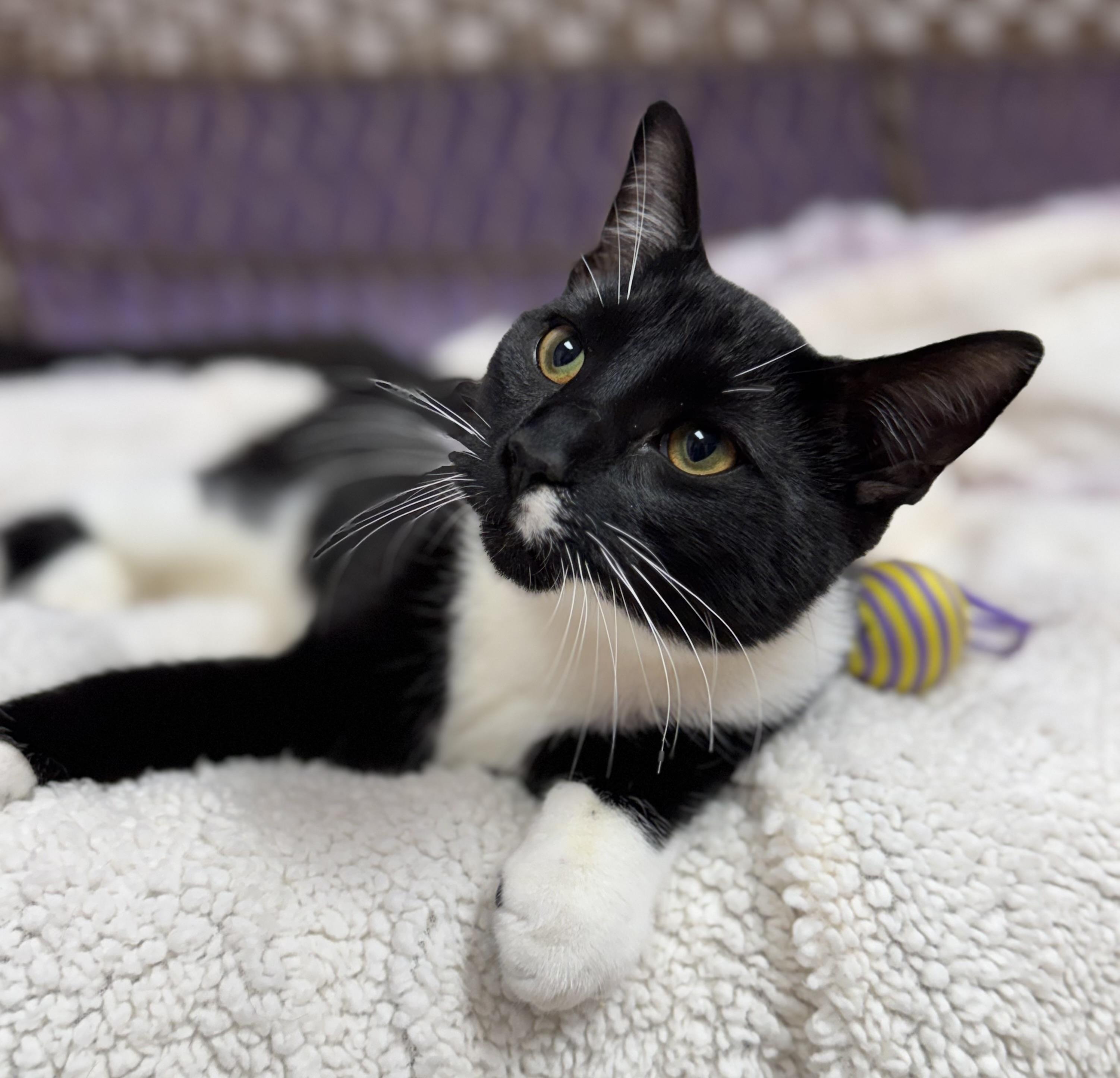 Jungle Jim Tuxedo Kitten