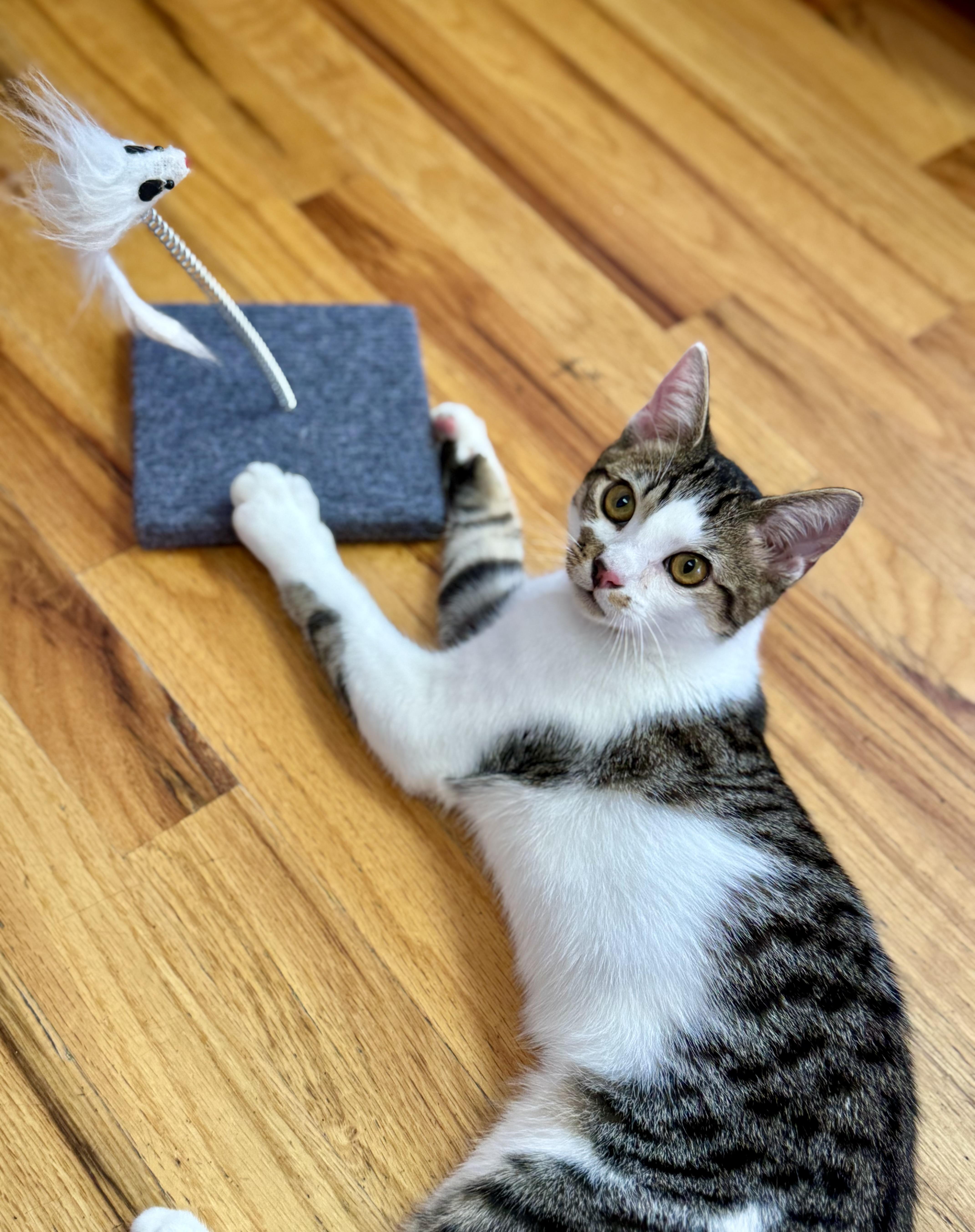 Jungle Jim Tuxedo Kitten