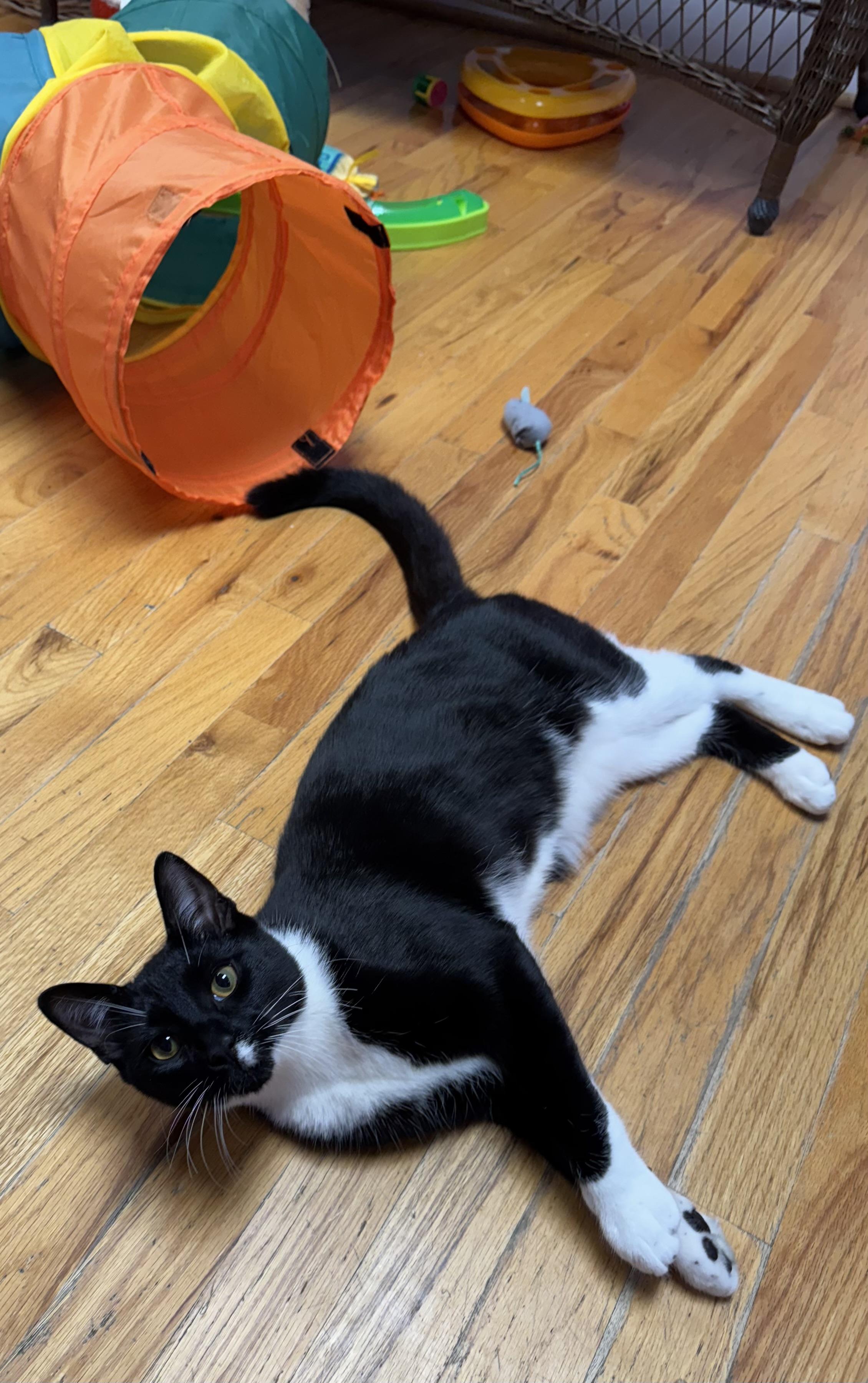 Jungle Jim Tuxedo Kitten