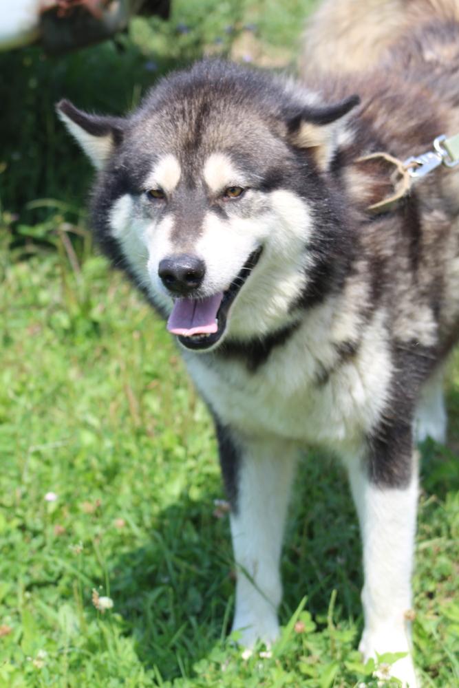 Tiny, Adoptable, Adult Male Alaskan Malamute.