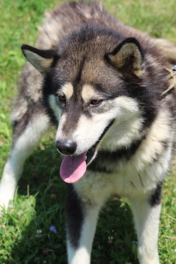 Tiny, a Adoptable Alaskan Malamute image 2/2