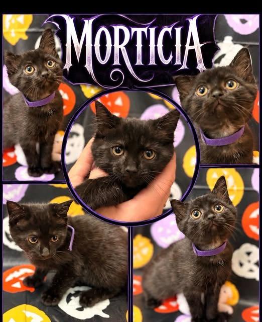 morticia Purple, Adoptable, Kitten Female Domestic Short Hair.