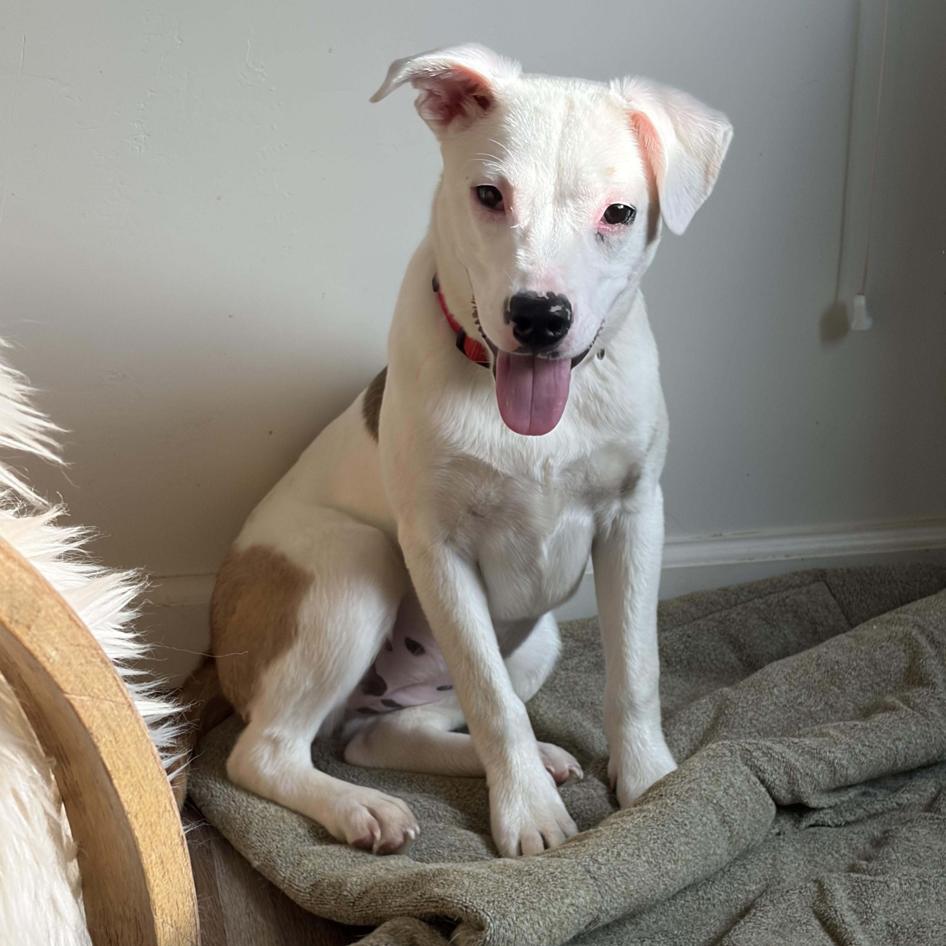 Lizzy- Sweet Puppy, ADOPTABLE, Puppy Female Cattle Dog & American Staffordshire Terrier.