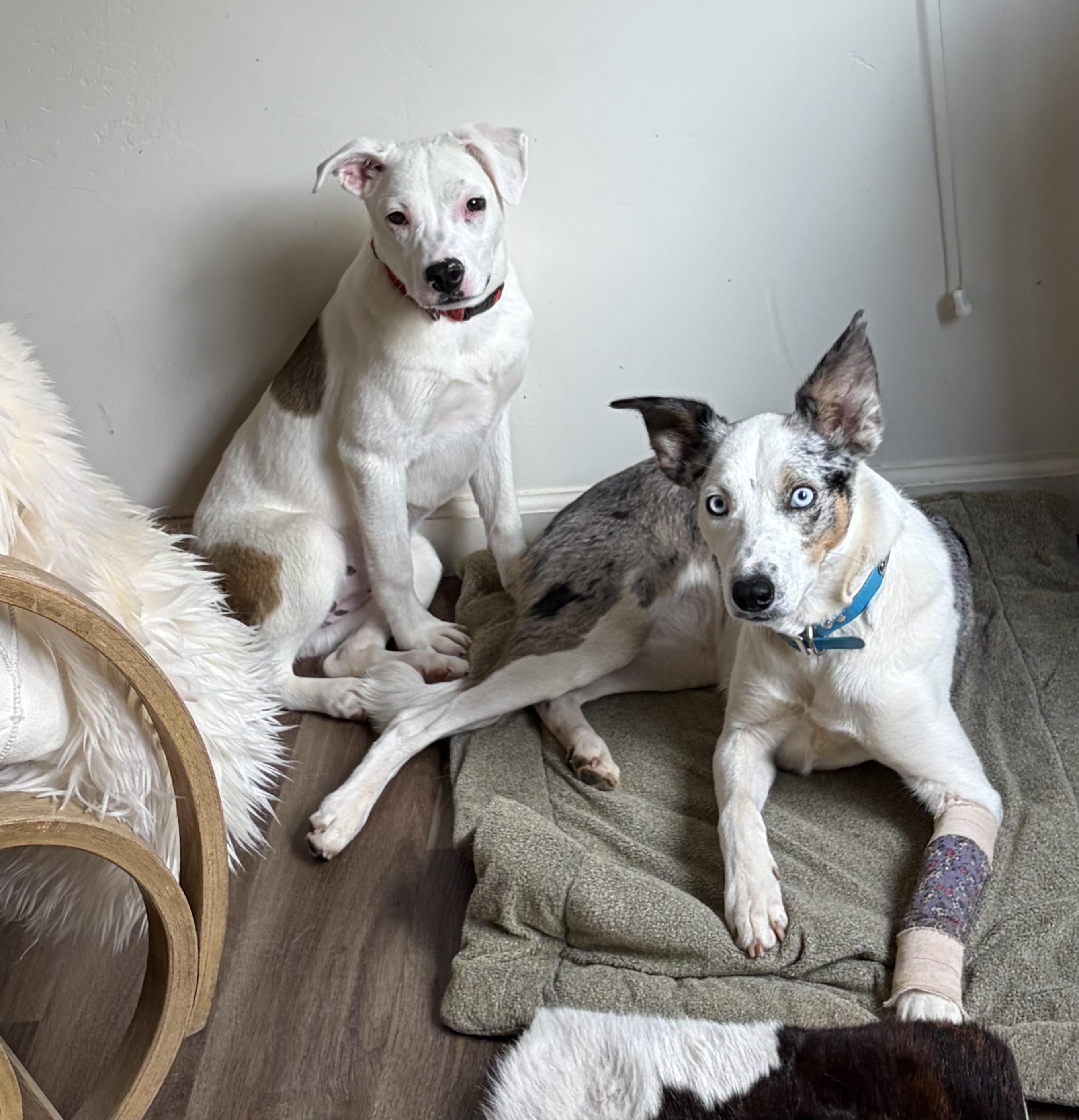 Enlarge Lizzy- Sweet Puppy, a ADOPTABLE mixed breed in Grass Valley, CA image 2/2