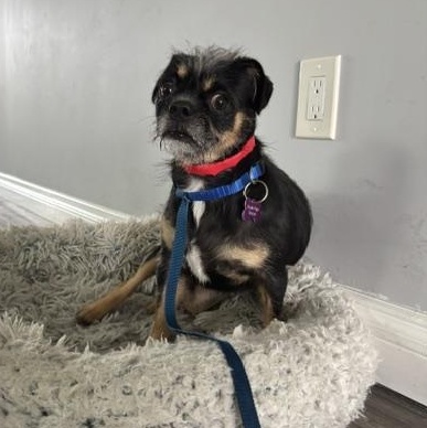 Griffin, a ADOPTABLE mixed breed in Marina Del Rey, CA image 3/6