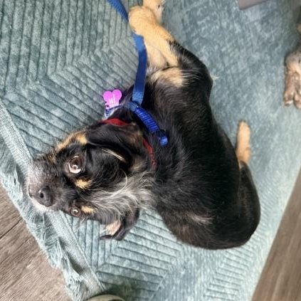 Griffin, a ADOPTABLE mixed breed in Marina Del Rey, CA image 4/6