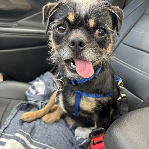Griffin, a ADOPTABLE mixed breed in Marina Del Rey, CA image 6/6