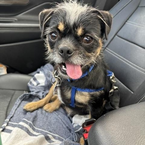 Griffin, ADOPTABLE, Young Male Pug & Brussels Griffon.
