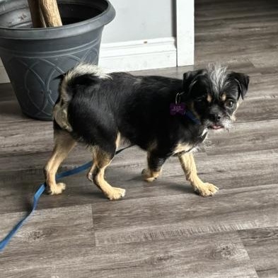 Griffin, a ADOPTABLE mixed breed in Marina Del Rey, CA image 5/6