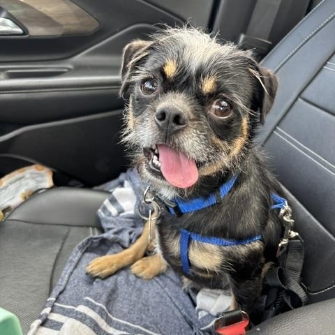 Griffin, a ADOPTABLE mixed breed in Marina Del Rey, CA image 2/6