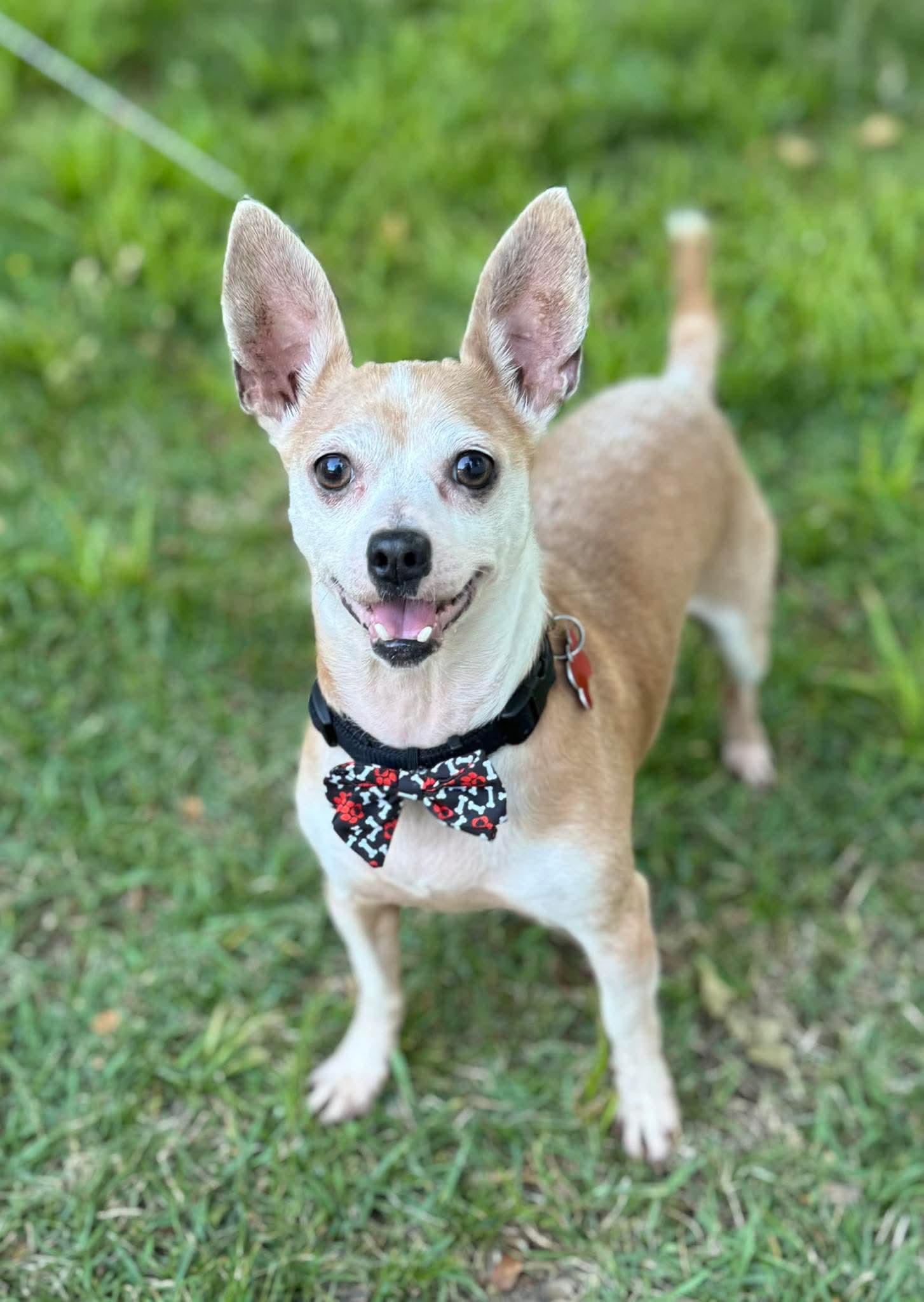 Ace, ADOPTABLE, Senior Male Chihuahua.