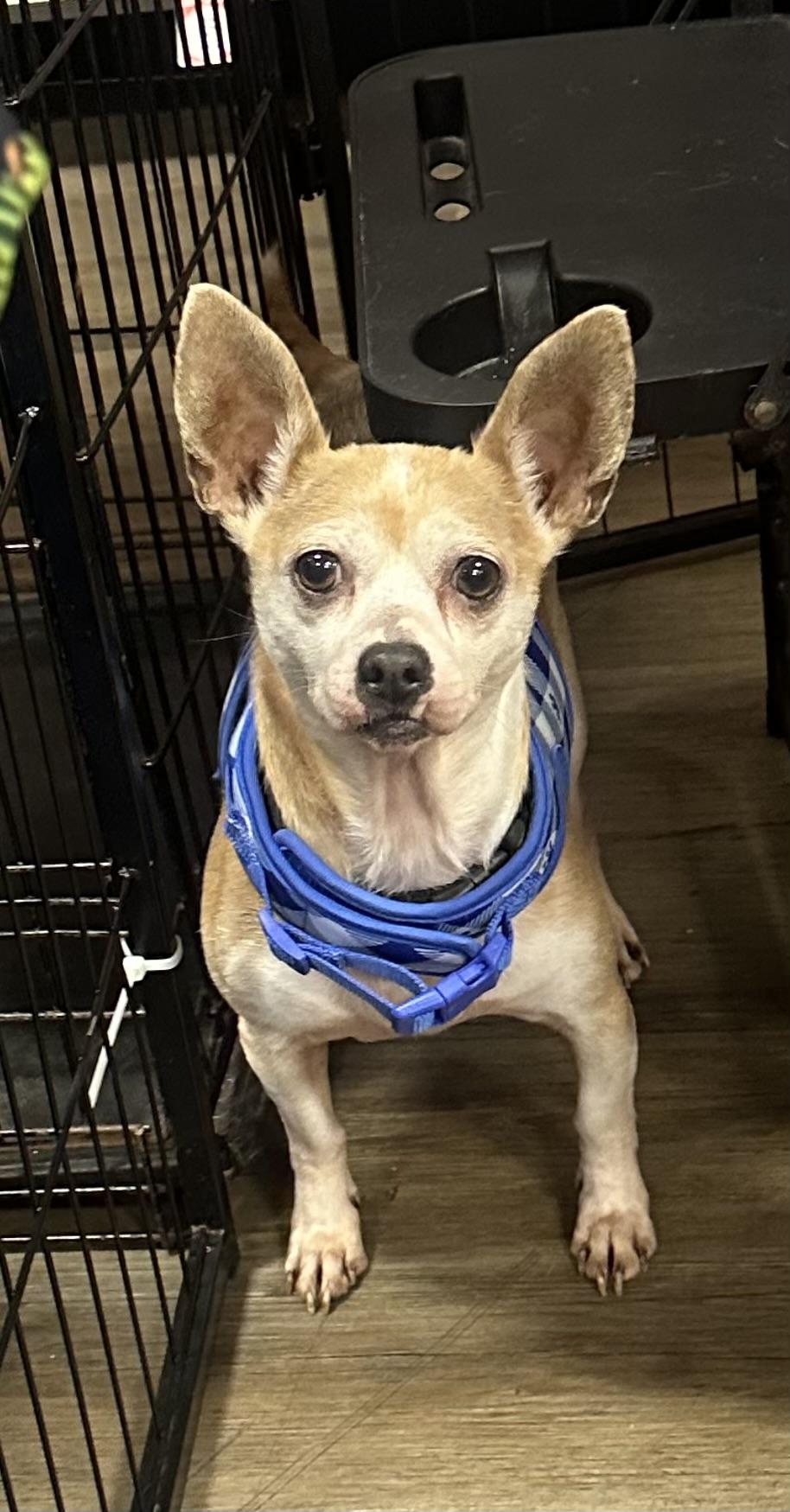 Ace, a ADOPTABLE Chihuahua in warrenville, SC image 3/5