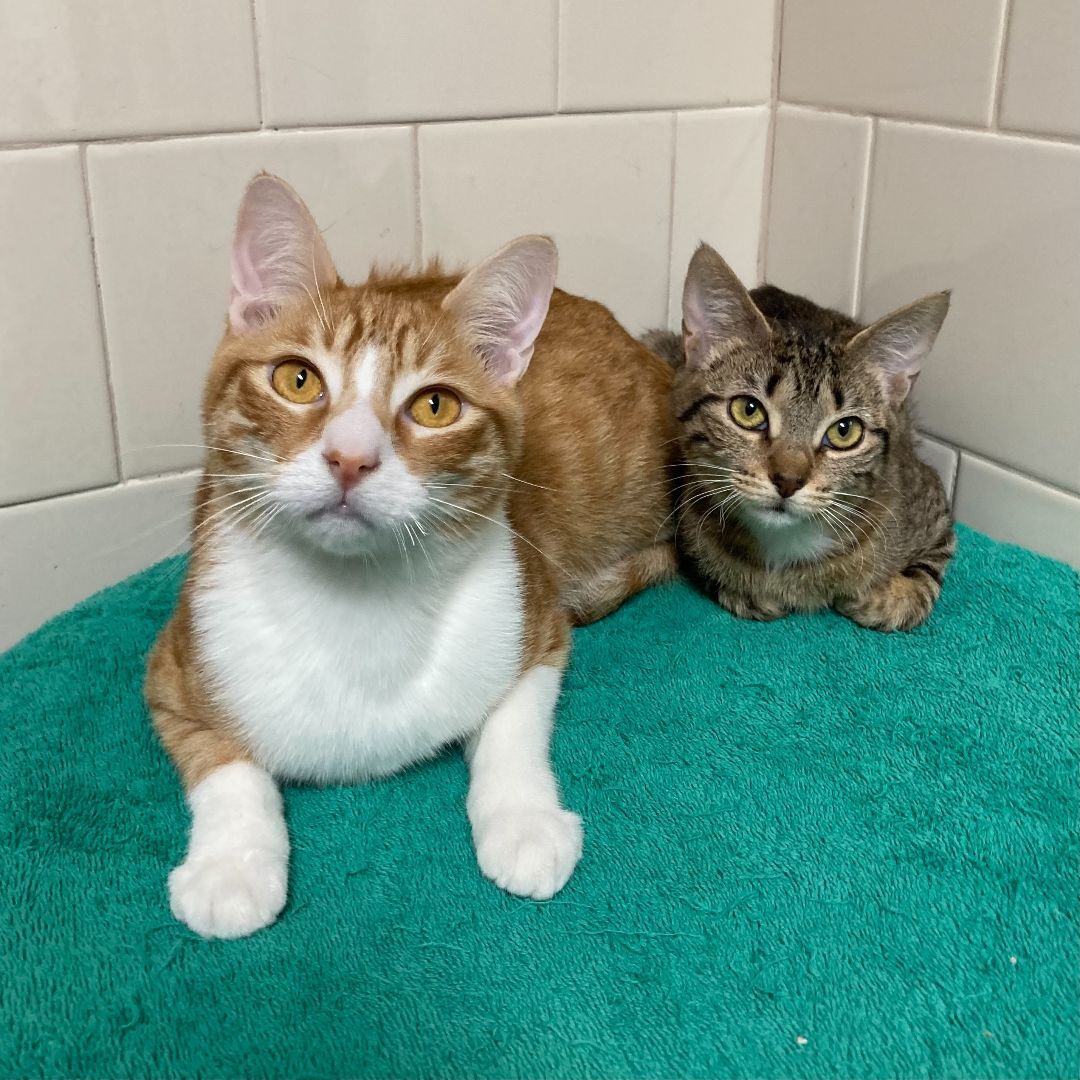 Enlarge Cartier - Bonded Pair, a Adoptable Tabby in Canoga Park, CA image 2/8