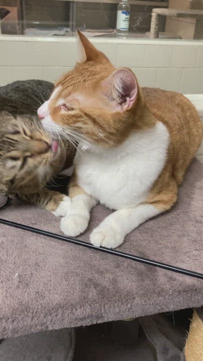 Enlarge Cartier - Bonded Pair, a Adoptable Tabby in Canoga Park, CA video 8/8