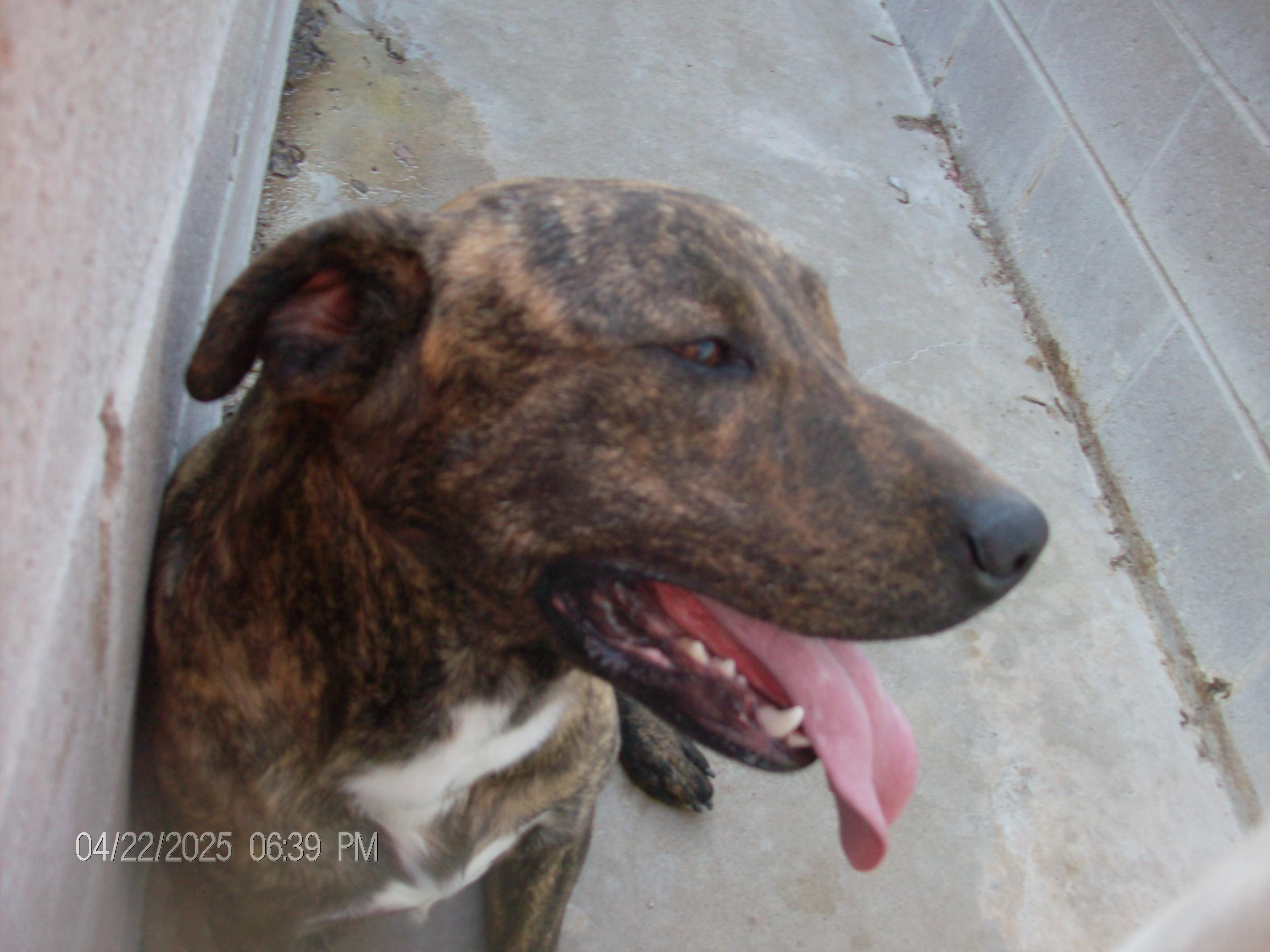 BRUTUS, a Adoptable mixed breed in Kellyville, OK image 3/6