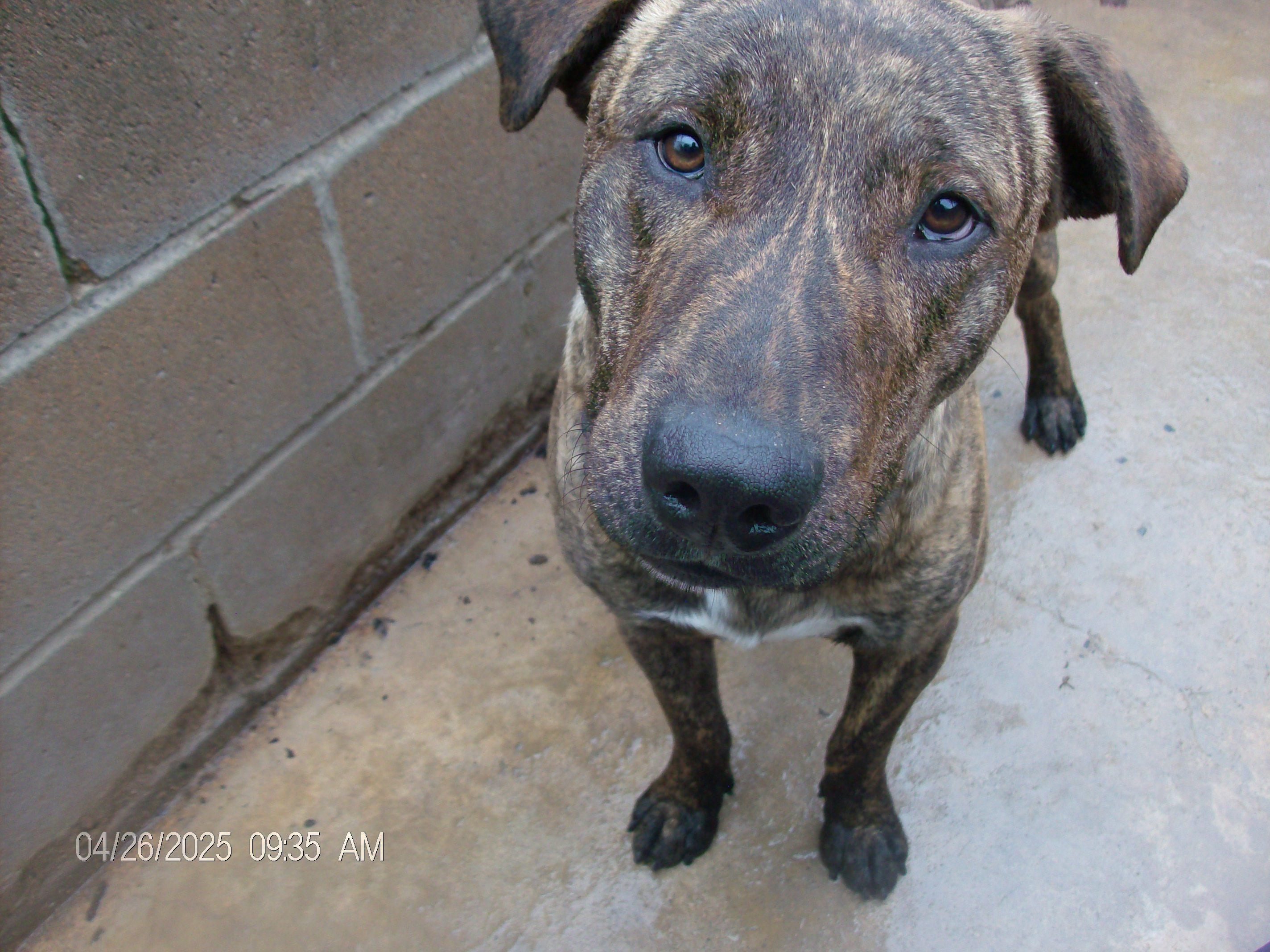 BRUTUS, a Adoptable mixed breed in Kellyville, OK image 4/6
