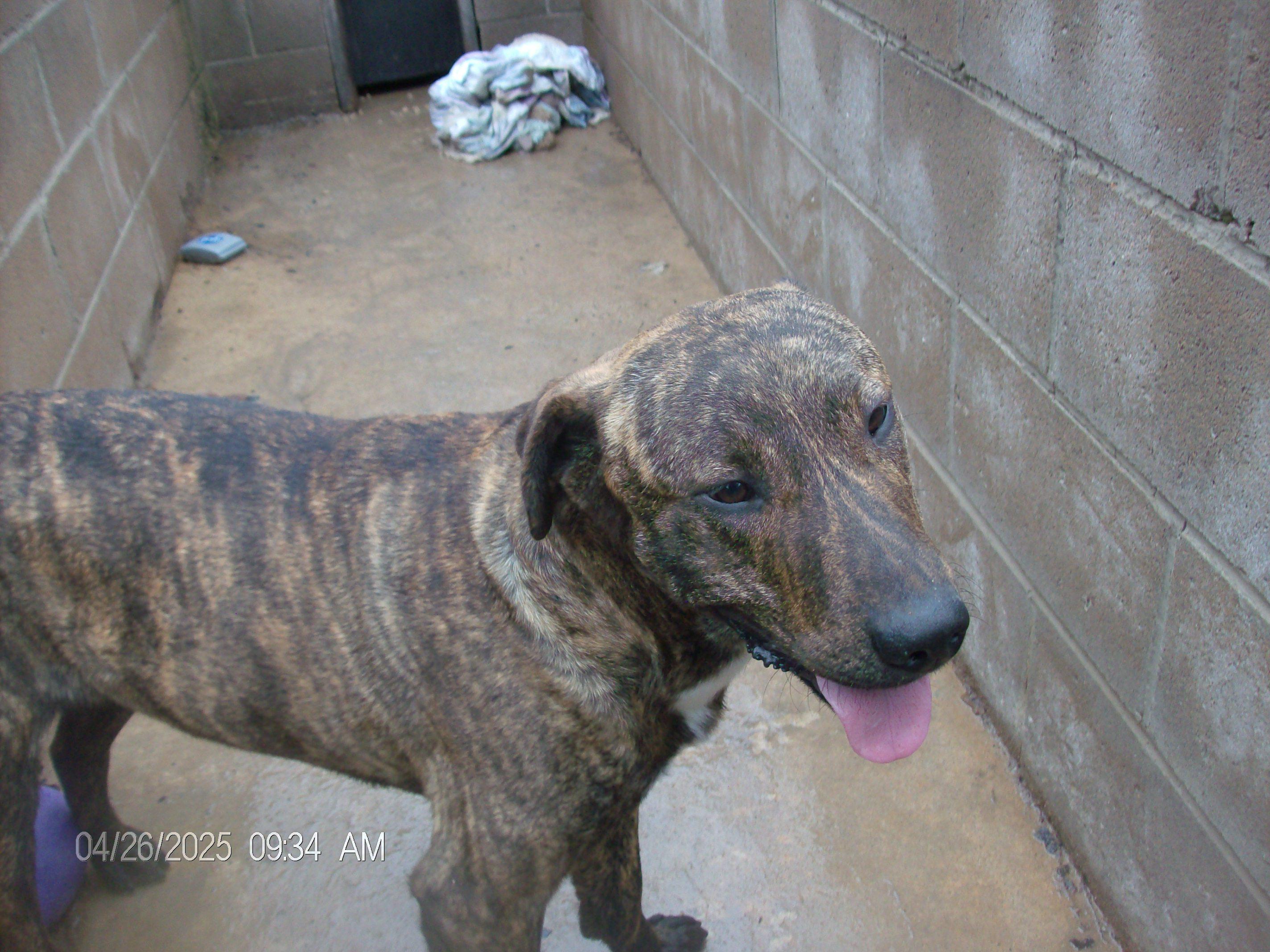 BRUTUS, a Adoptable mixed breed in Kellyville, OK image 1/6