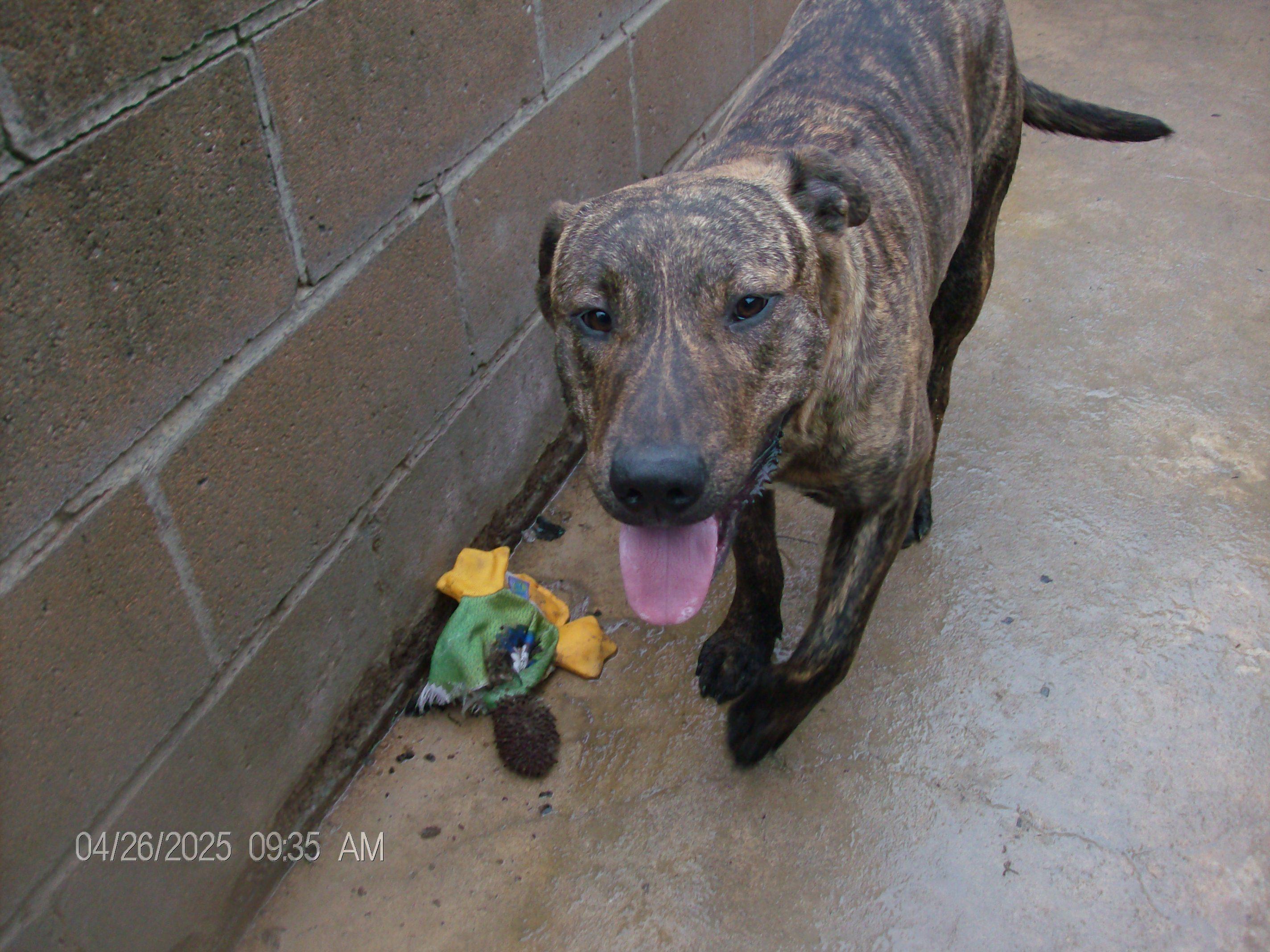 BRUTUS, a Adoptable mixed breed in Kellyville, OK image 5/6
