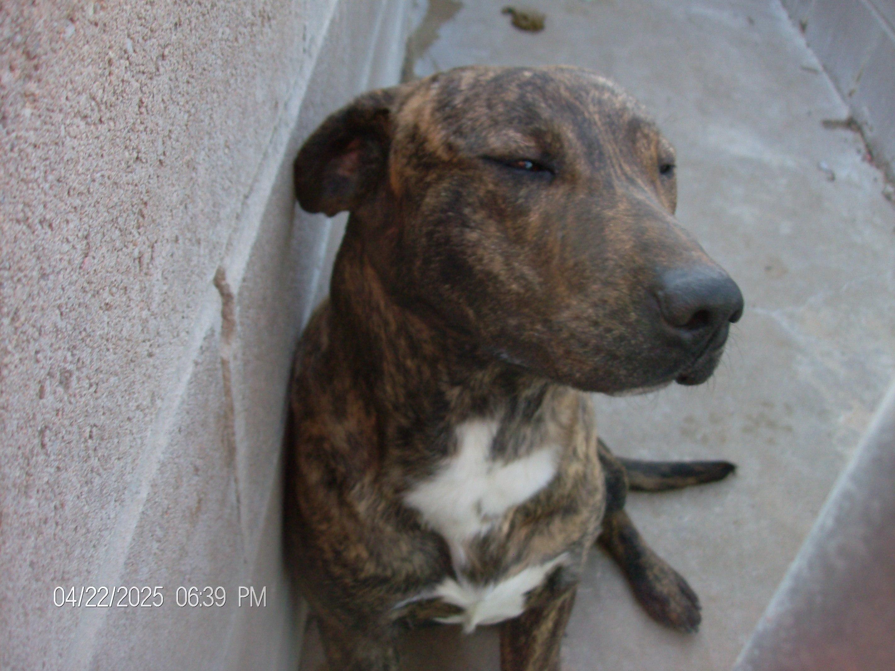 BRUTUS, a Adoptable mixed breed in Kellyville, OK image 6/6