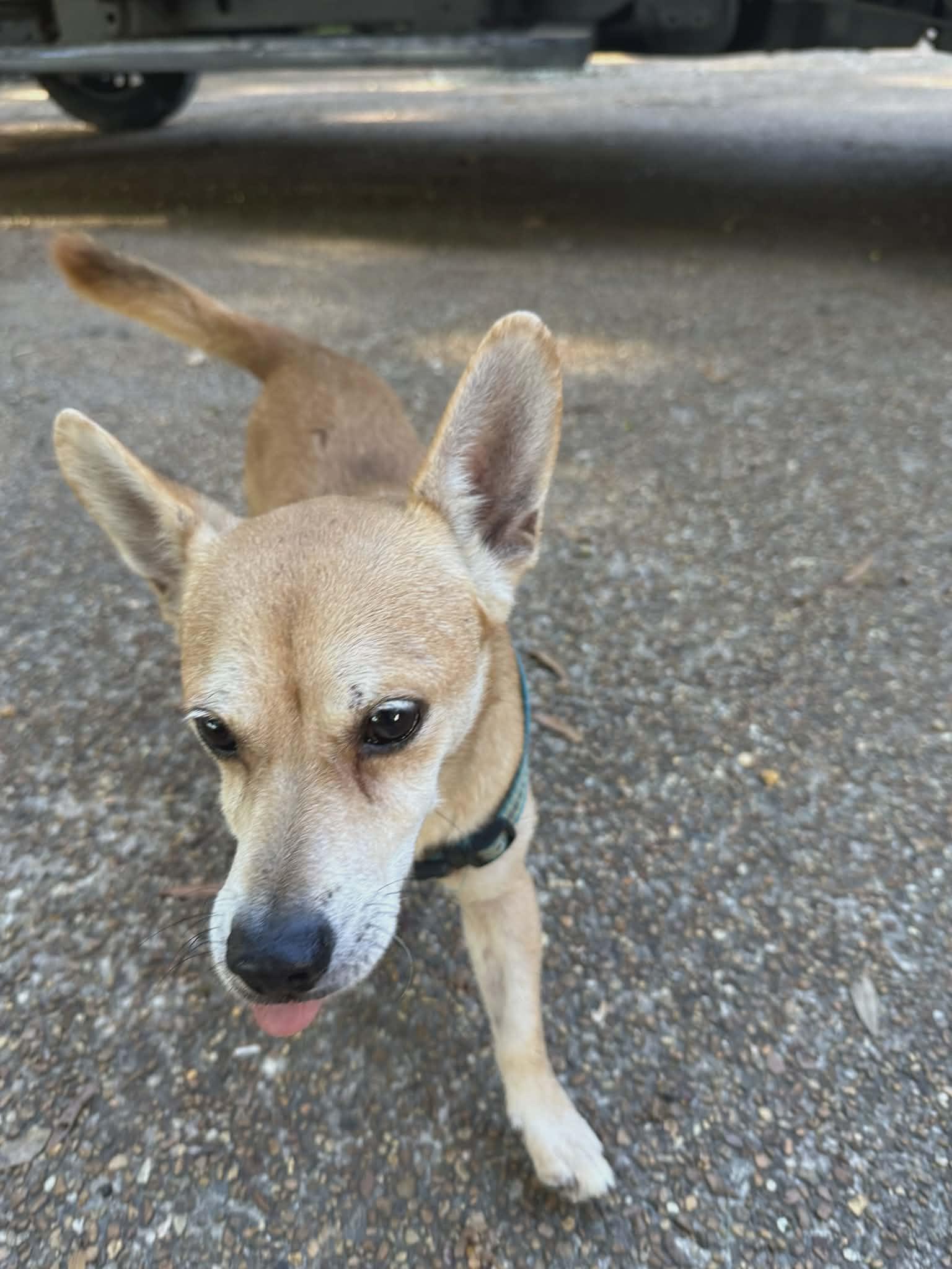 Pancho, ADOPTABLE, Adult Male Corgi & Chihuahua.