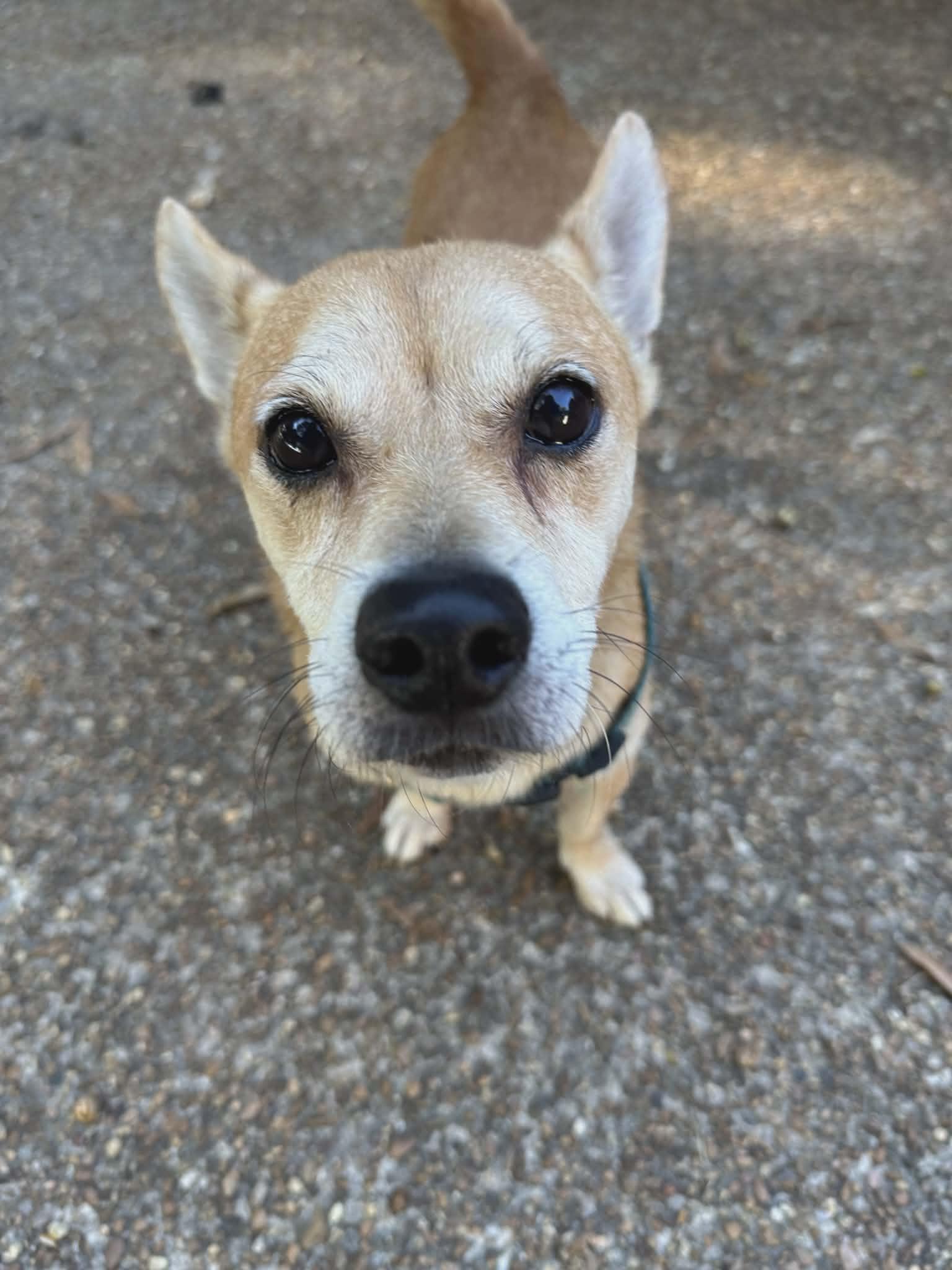 Enlarge Pancho, a ADOPTABLE mixed breed in Jxn, MS image 2/2