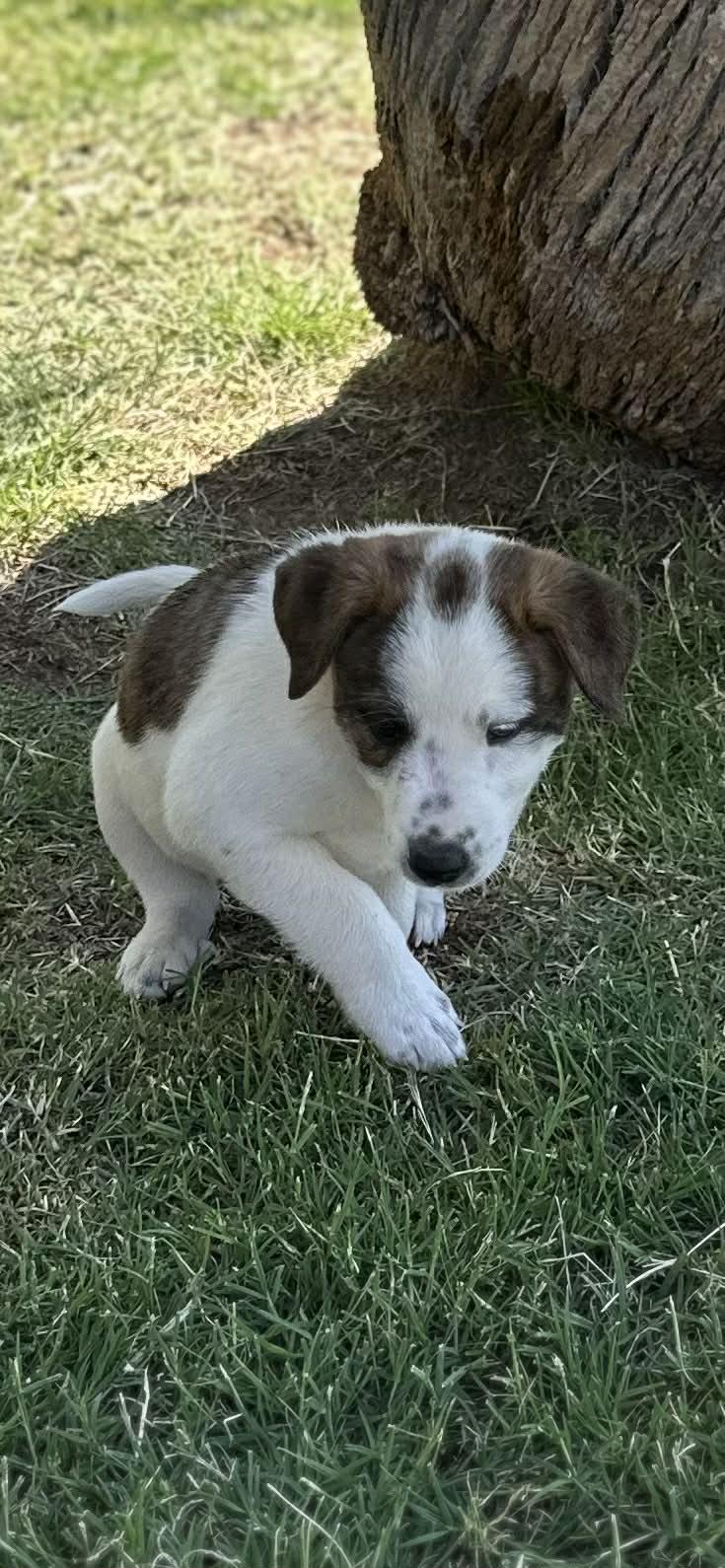 Enlarge Ranger, a Adoptable Border Collie in Mesa, AZ image 1/5