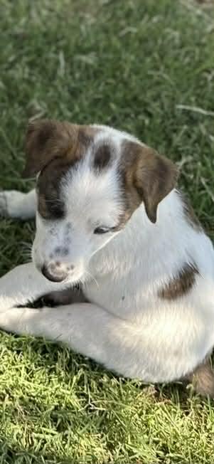 Enlarge Ranger, a Adoptable Border Collie in Mesa, AZ image 5/5