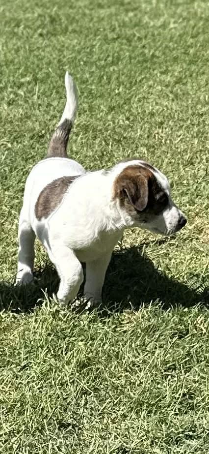 Enlarge Ranger, a Adoptable Border Collie in Mesa, AZ image 4/5