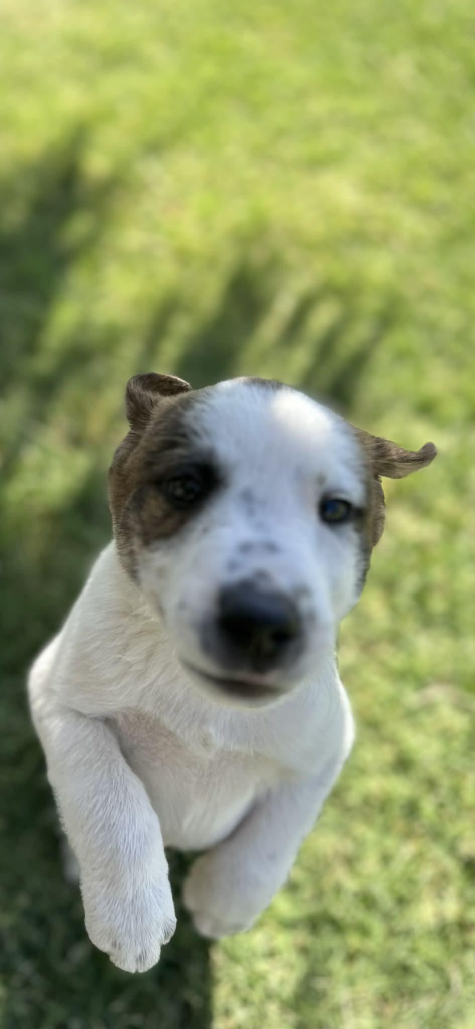 Enlarge Ranger, a Adoptable Border Collie in Mesa, AZ image 2/5