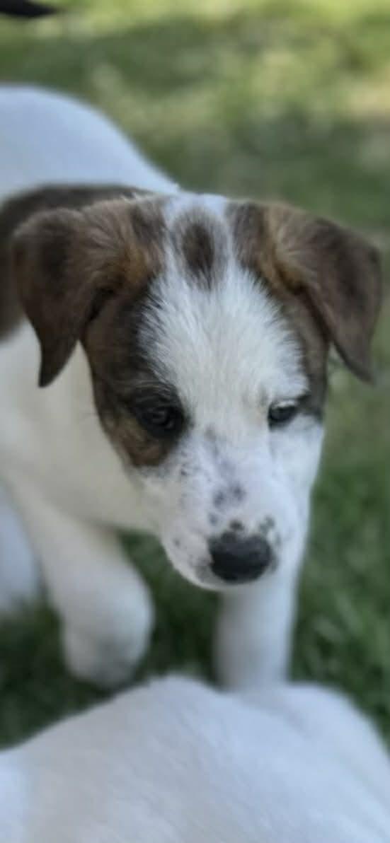 Enlarge Ranger, a Adoptable Border Collie in Mesa, AZ image 3/5