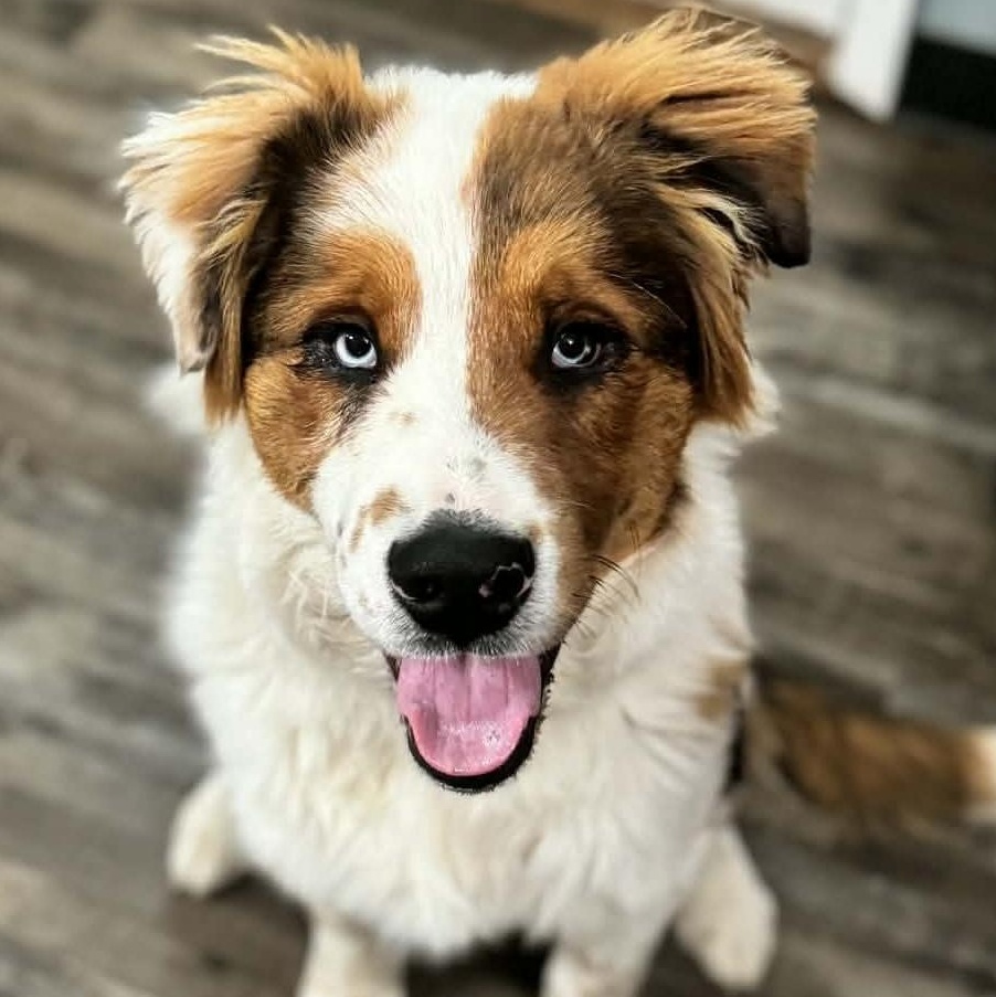 Jolly, adopted, Puppy Male Australian Shepherd & Great Pyrenees.