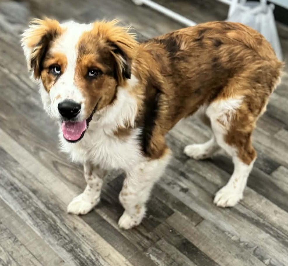 Jolly — thumbnail 2