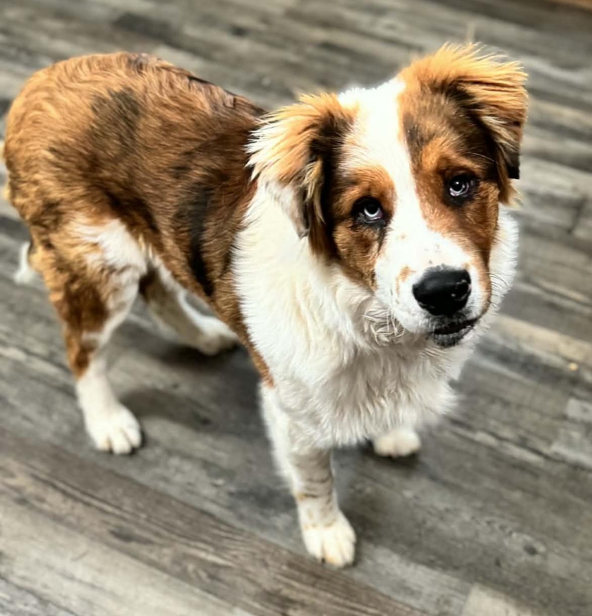 Jolly — thumbnail 3