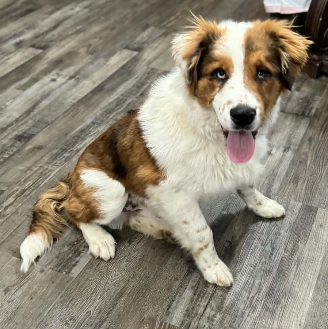 Jolly — thumbnail 4