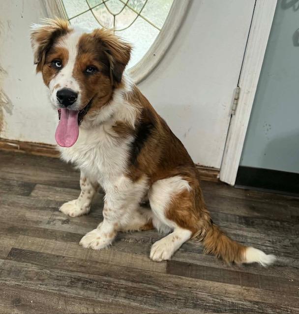 Jolly — thumbnail 6