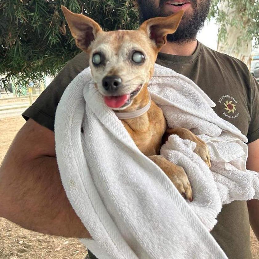 Julio, Adoptable, Senior Male Chihuahua.