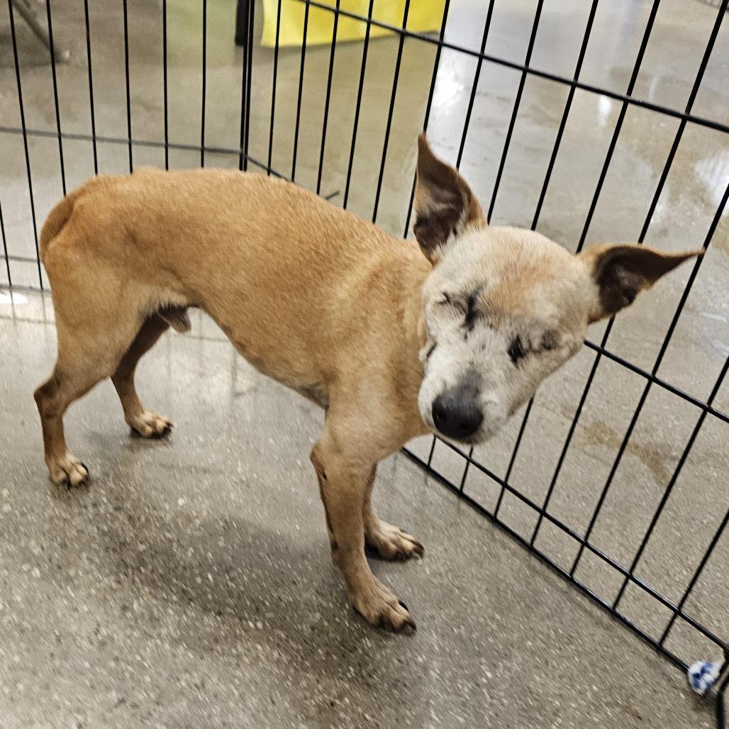 Enlarge Julio, a Adoptable Chihuahua in Apple Valley, CA image 1/3