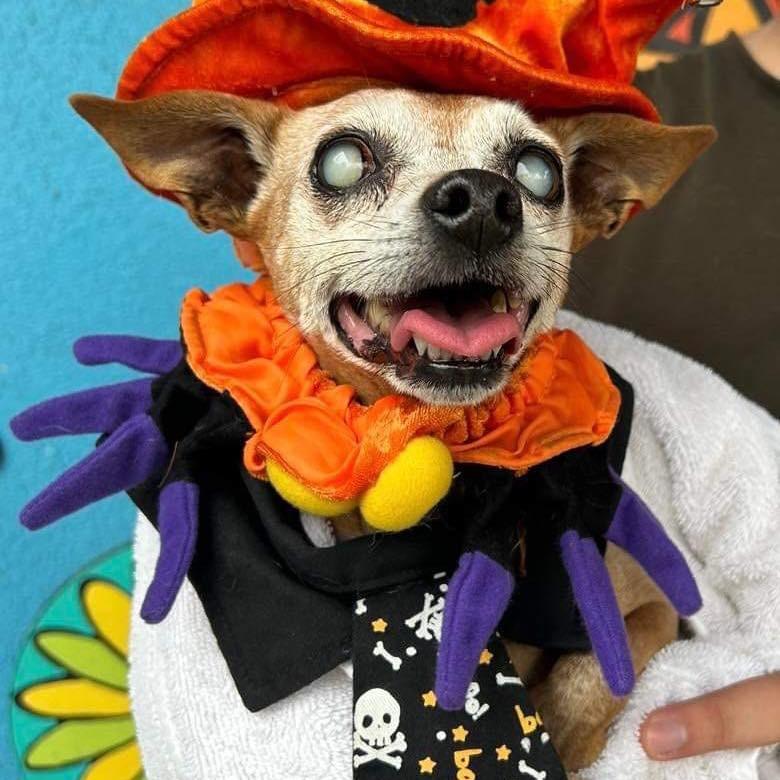 Julio, a Adoptable Chihuahua in Apple Valley, CA image 2/2