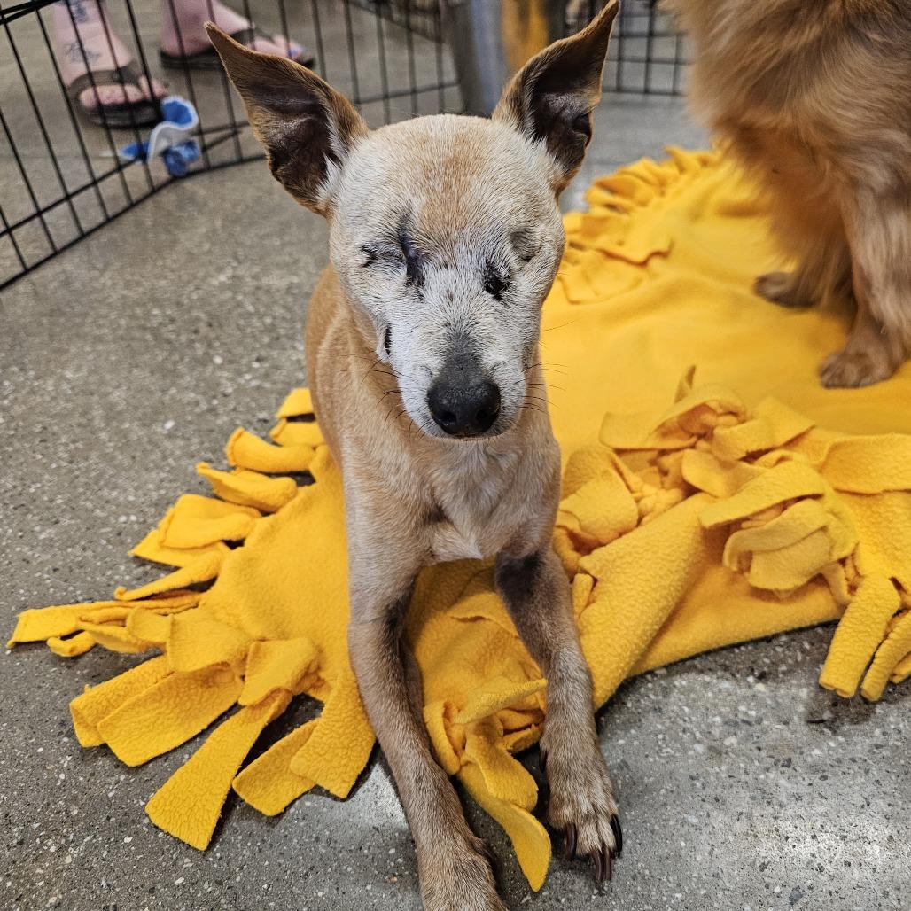 Enlarge Julio, a Adoptable Chihuahua in Apple Valley, CA image 2/3