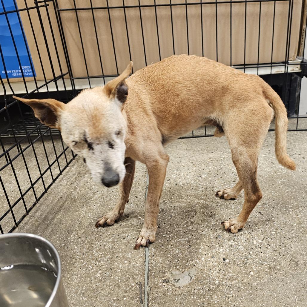 Enlarge Julio, a Adoptable Chihuahua in Apple Valley, CA image 3/3